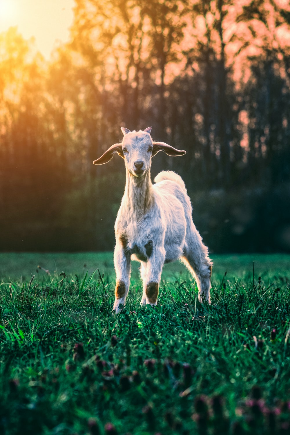 Goats Wallpapers