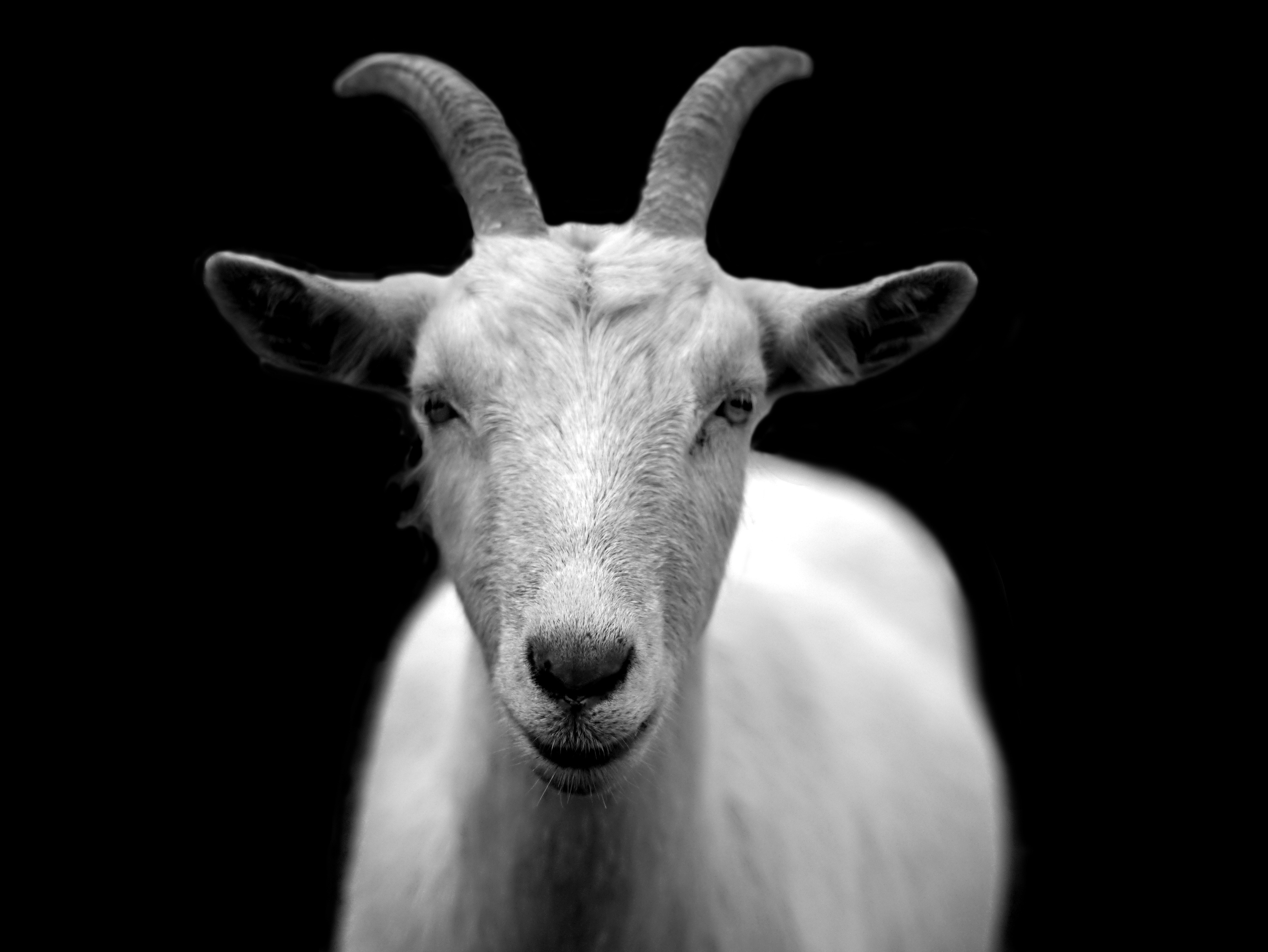 Goats Wallpapers