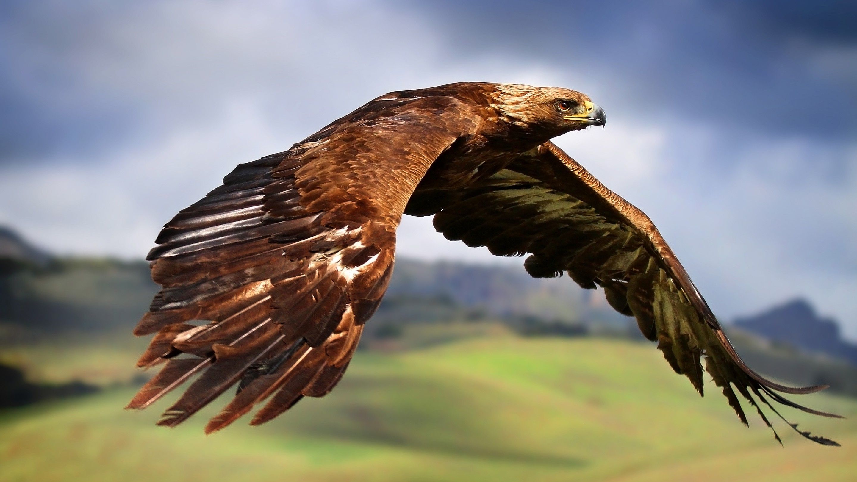 Golden Eagle Wallpapers