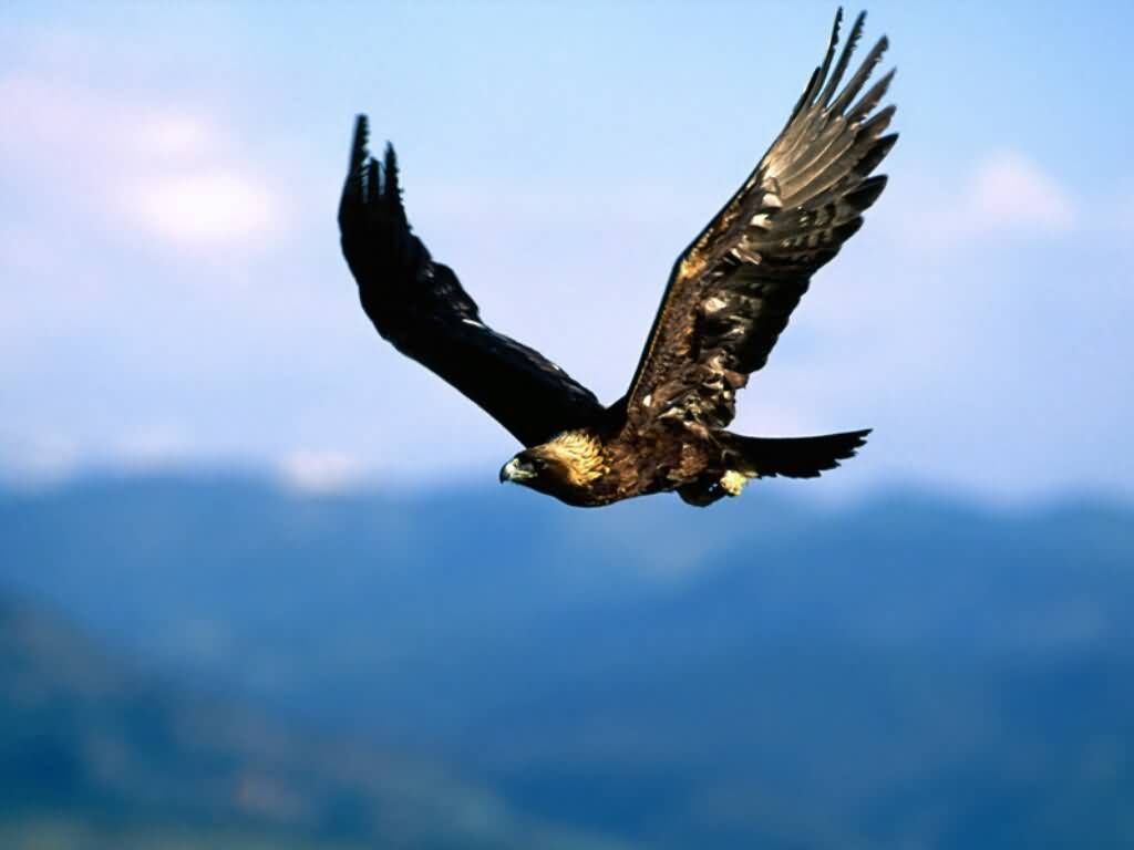 Golden Eagle Wallpapers