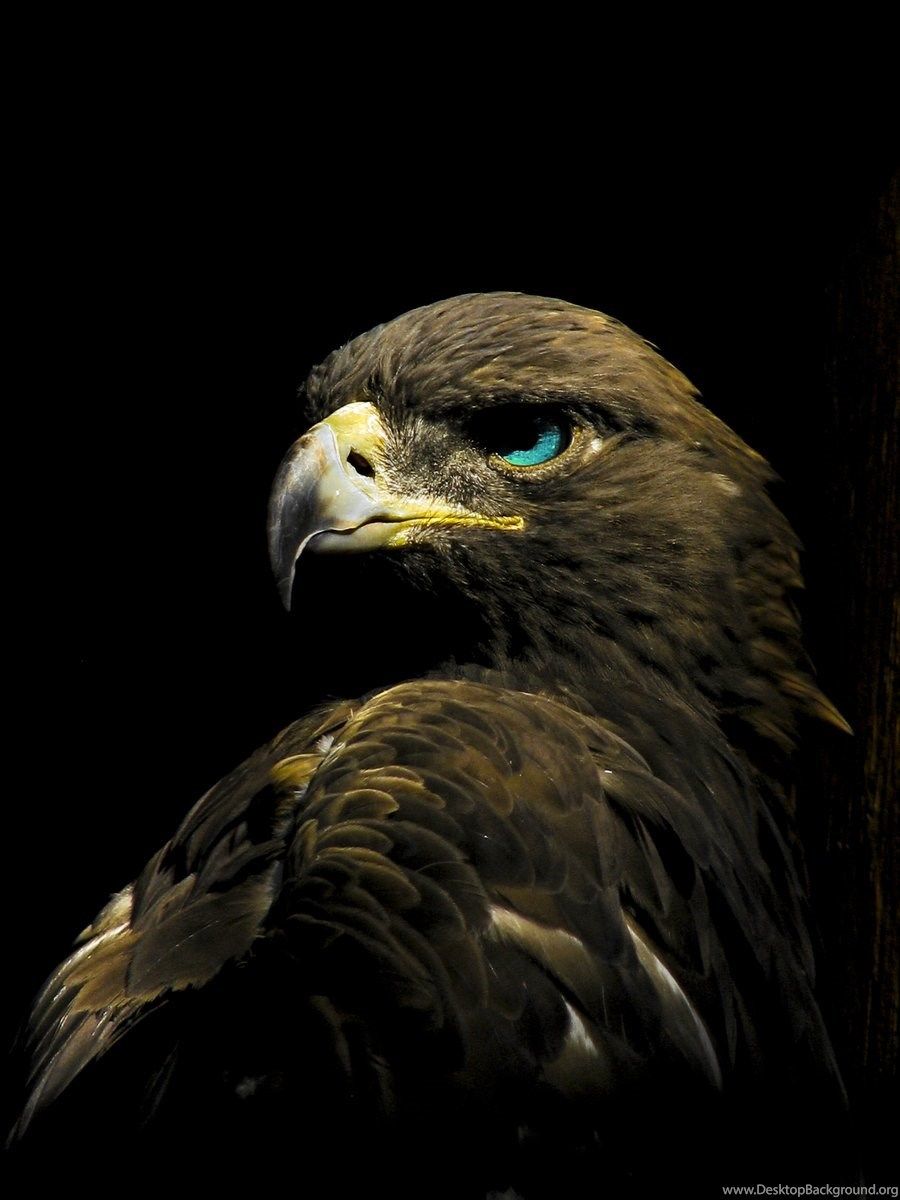 Golden Eagle Wallpapers