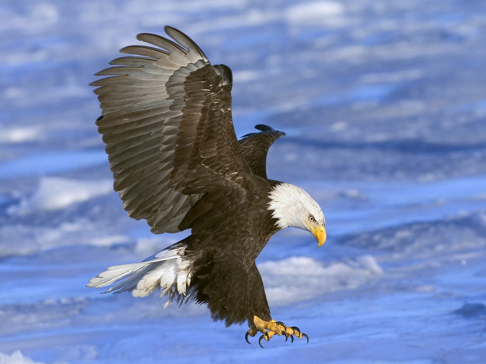 Golden Eagle Wallpapers