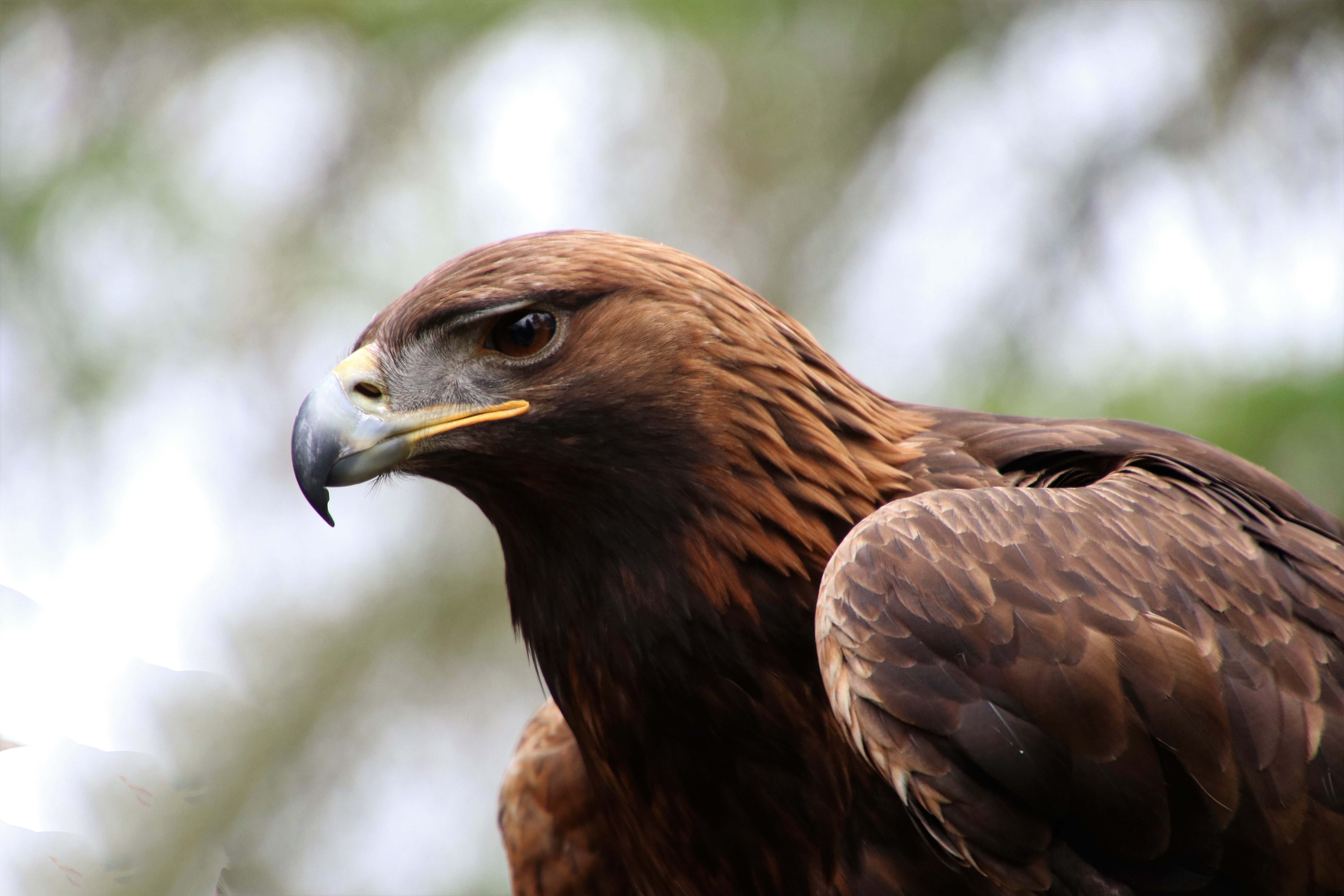 Golden Eagle Wallpapers