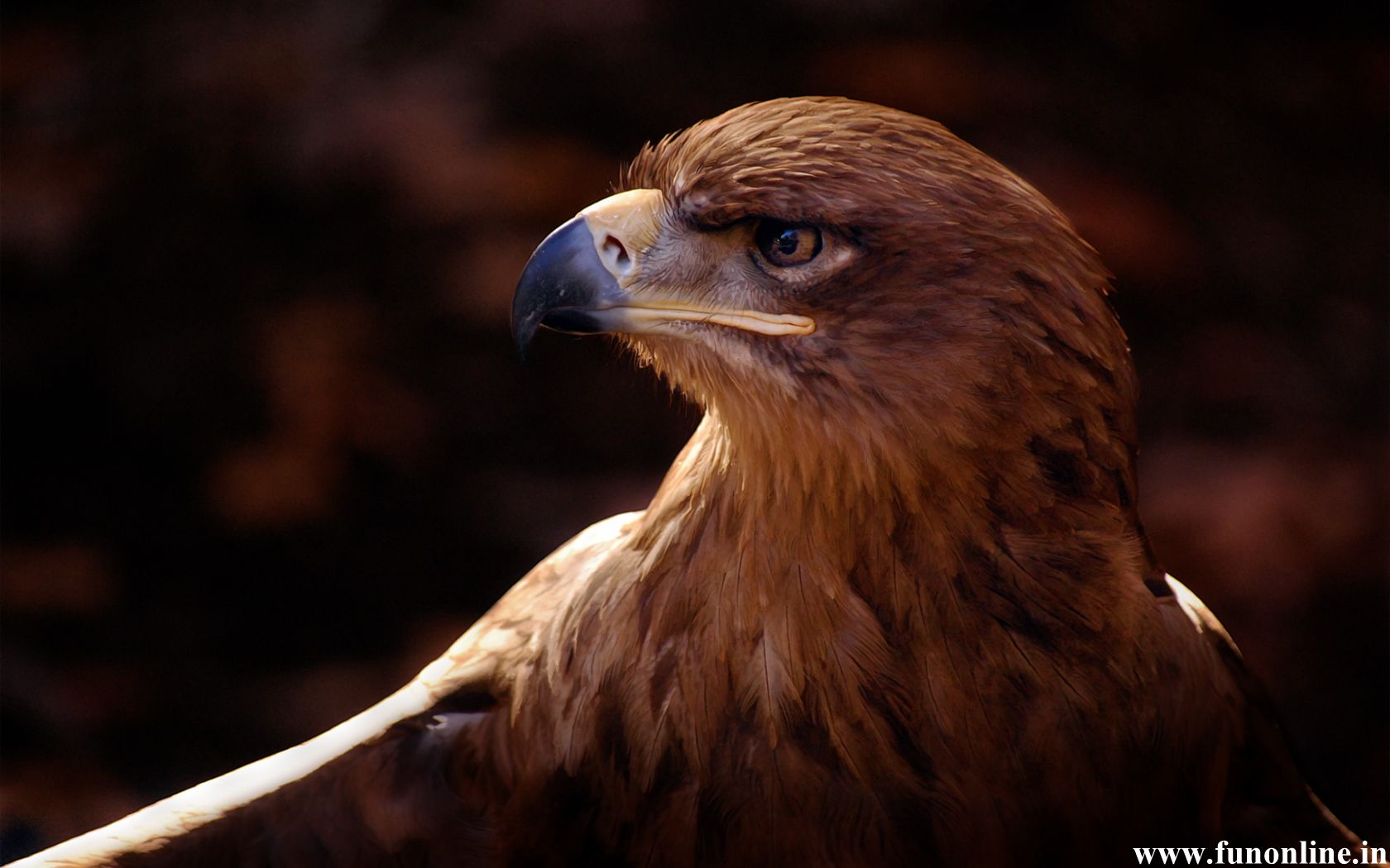 Golden Eagle Wallpapers