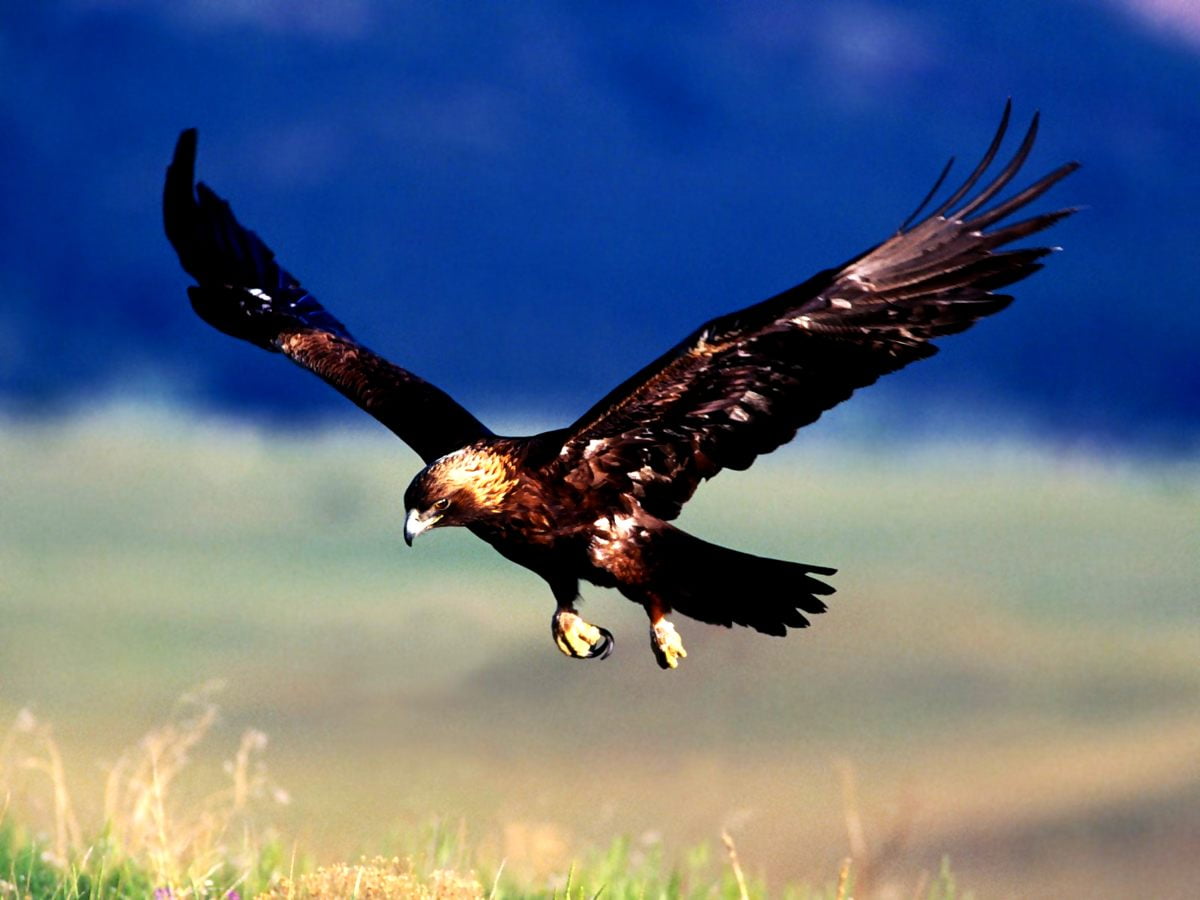 Golden Eagle Wallpapers