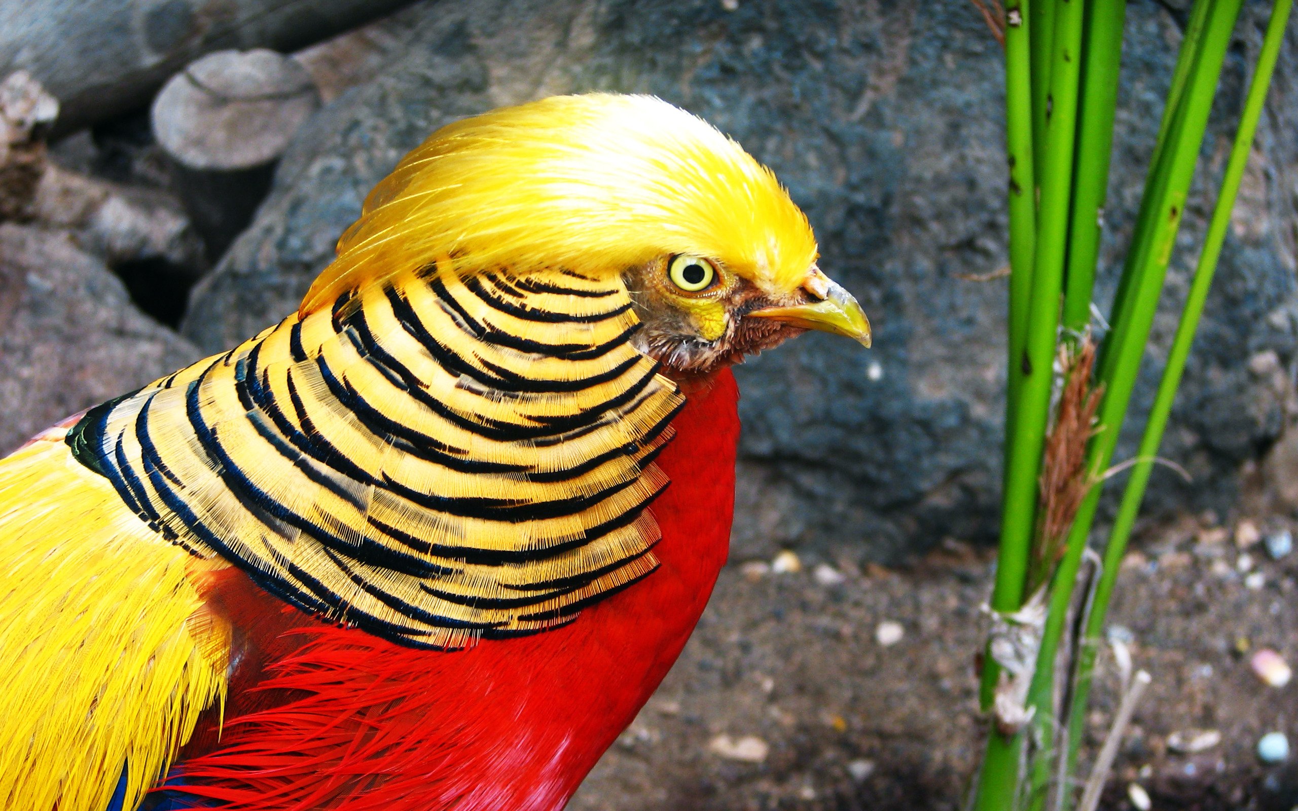 Golden Pheasant Wallpapers