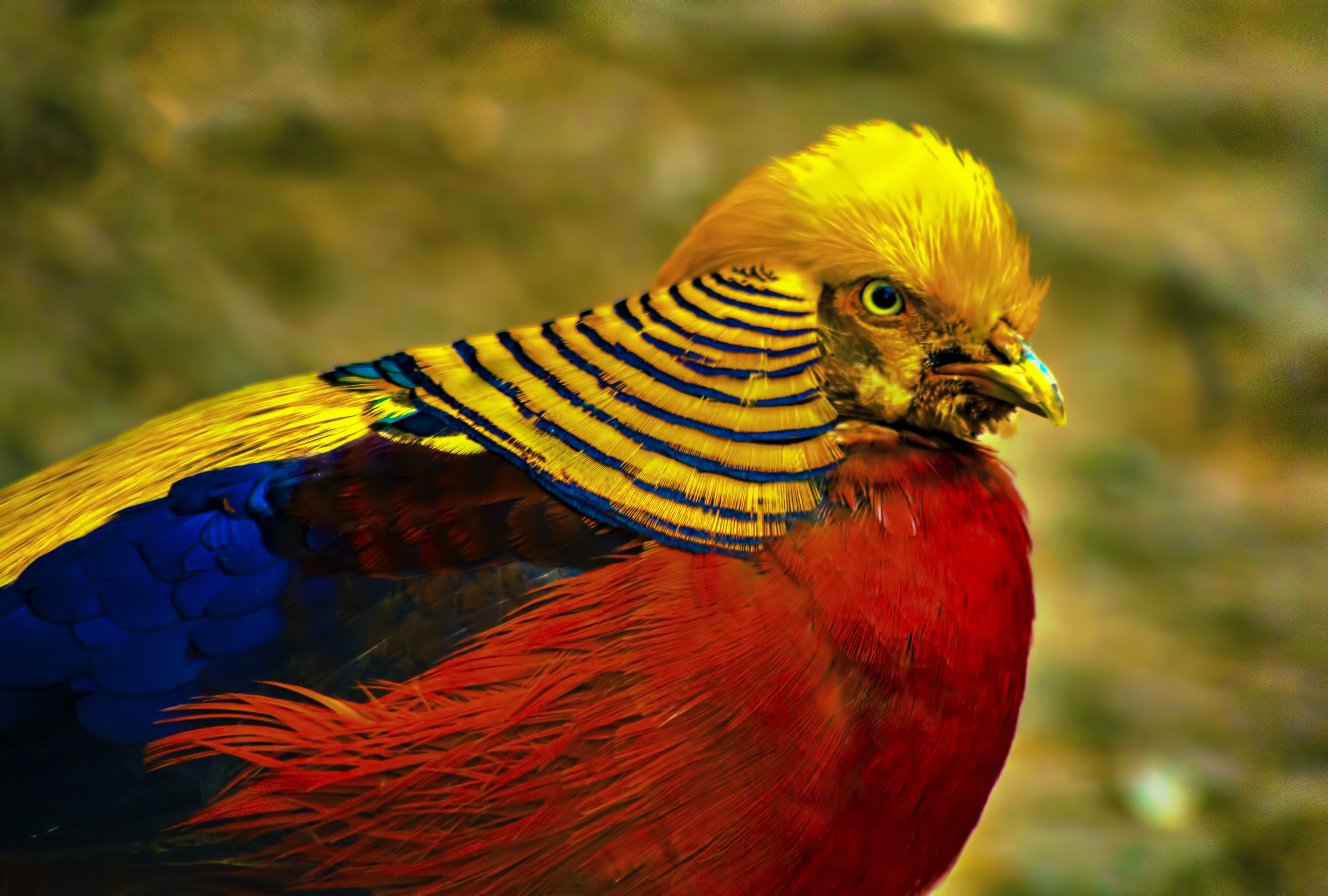 Golden Pheasant Wallpapers