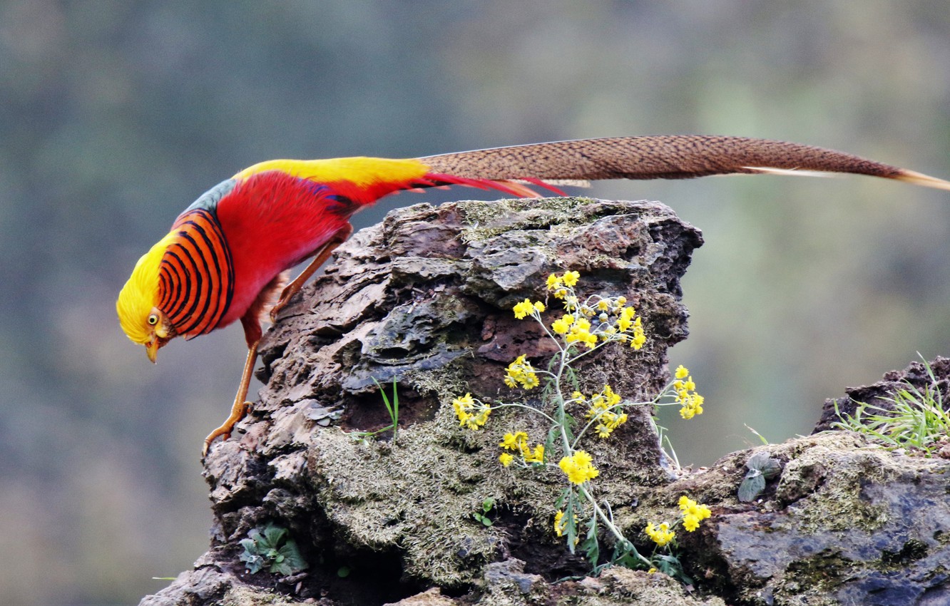 Golden Pheasant Wallpapers