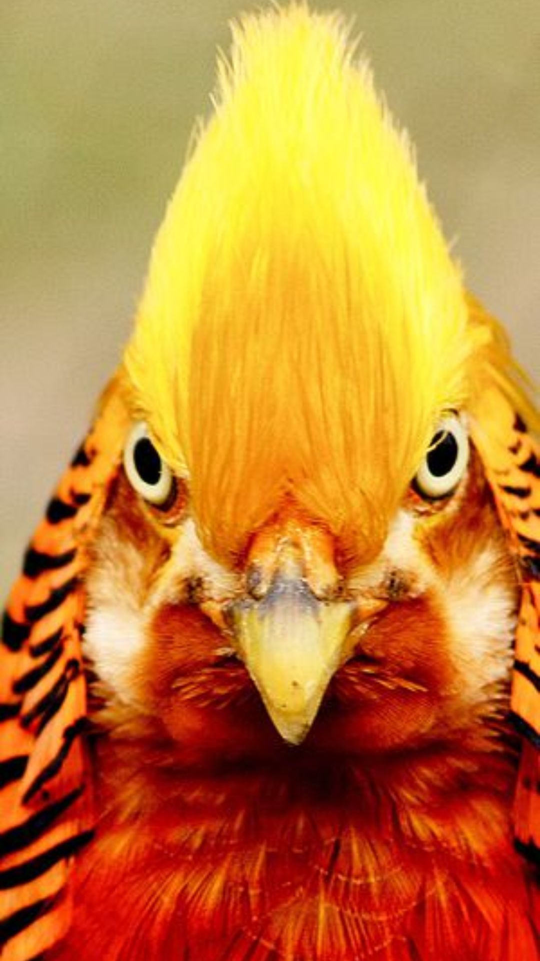 Golden Pheasant Wallpapers