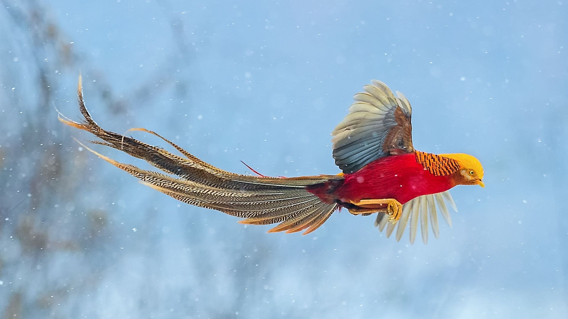 Golden Pheasant Wallpapers