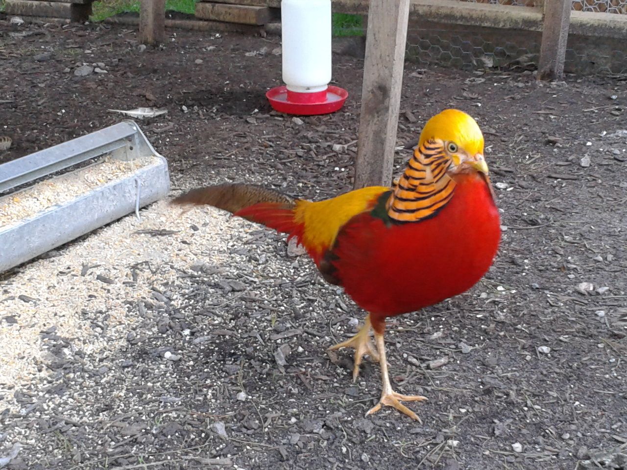 Golden Pheasant Wallpapers