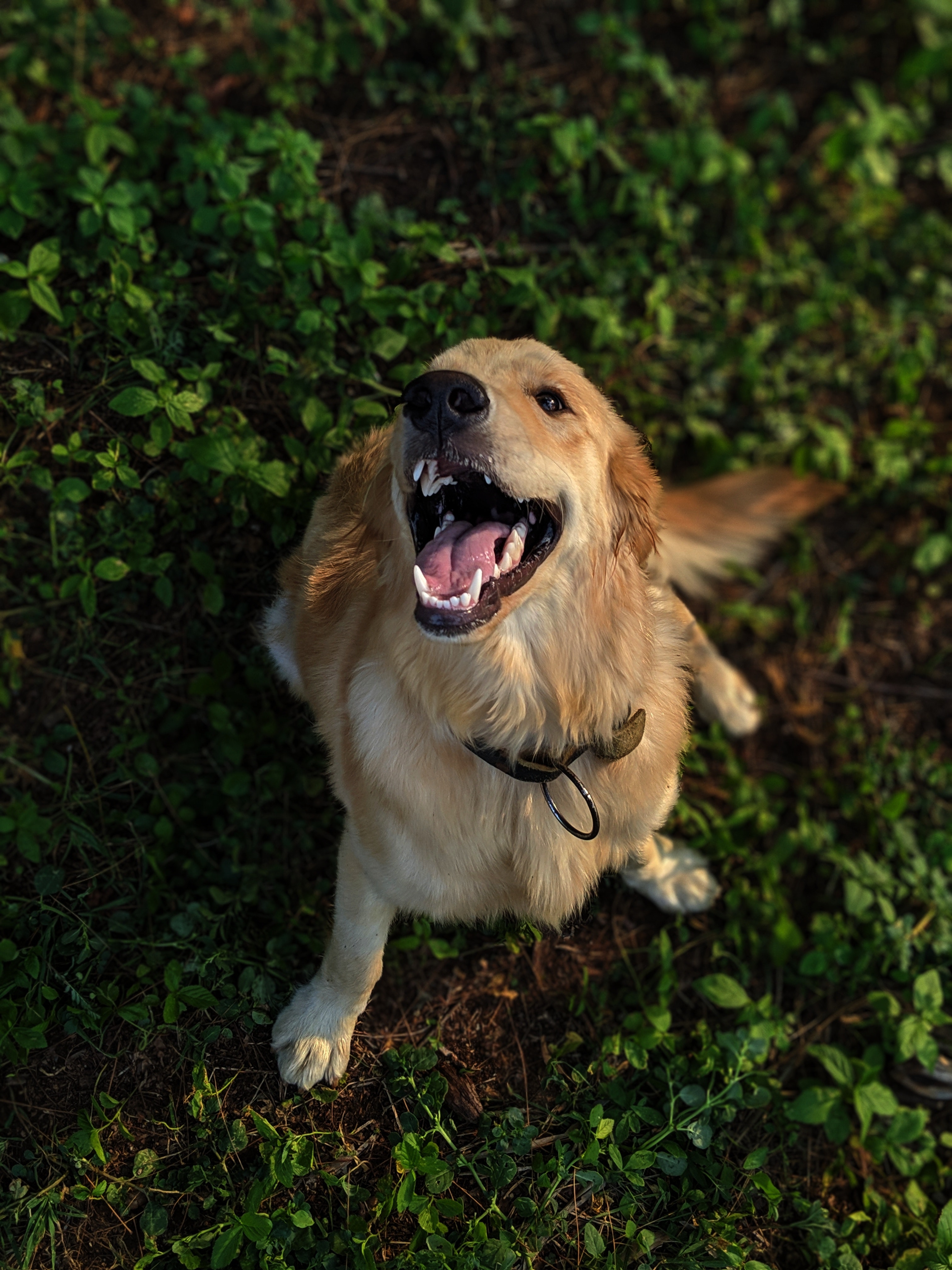 Golden Retriever Wallpapers