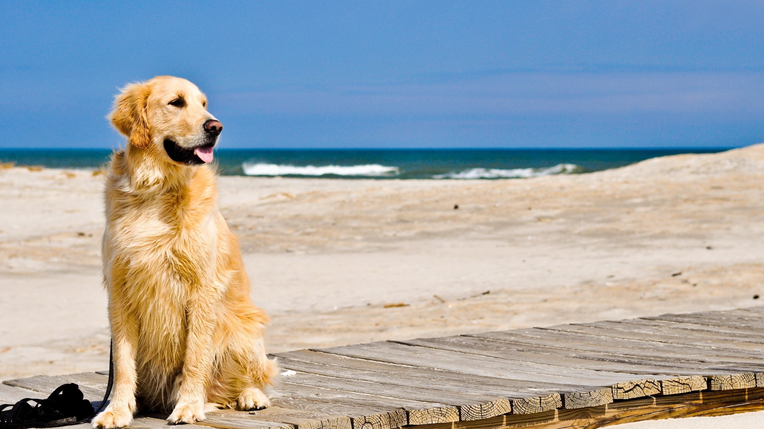 Golden Retriever Wallpapers