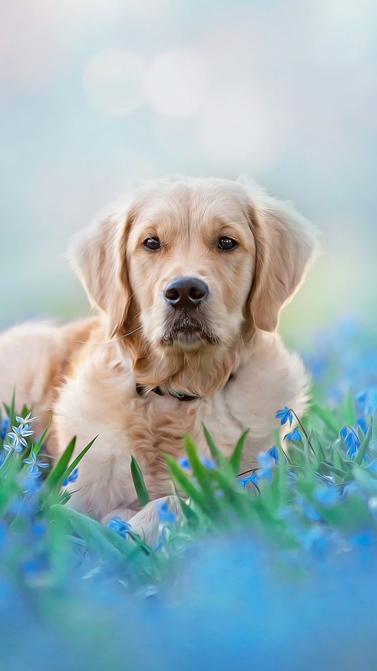 Golden Retriever Wallpapers