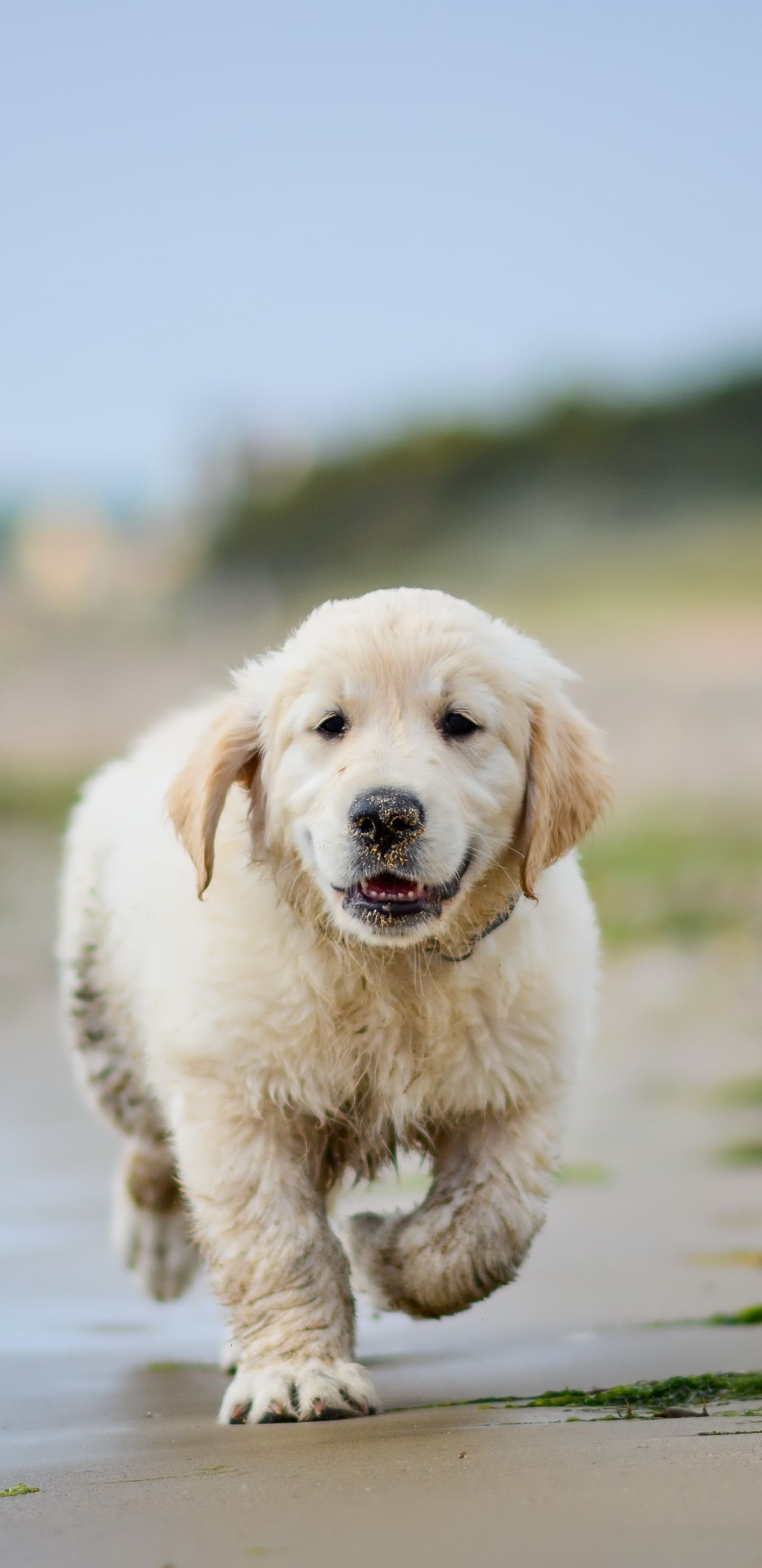 Golden Retriever Wallpapers