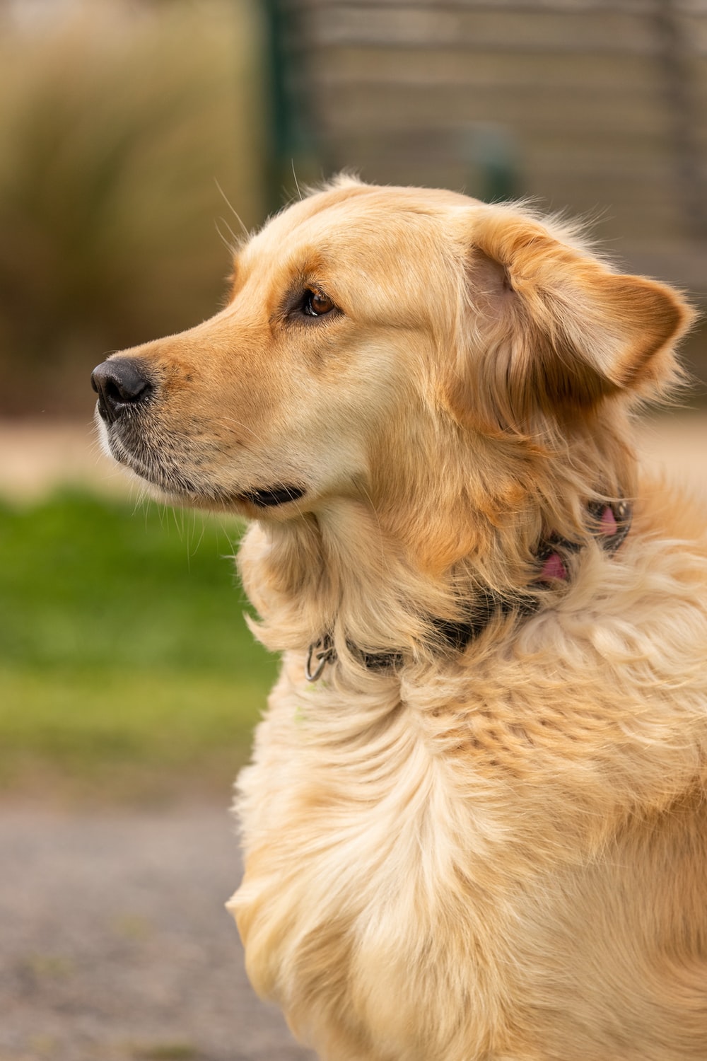 Golden Retriever Wallpapers