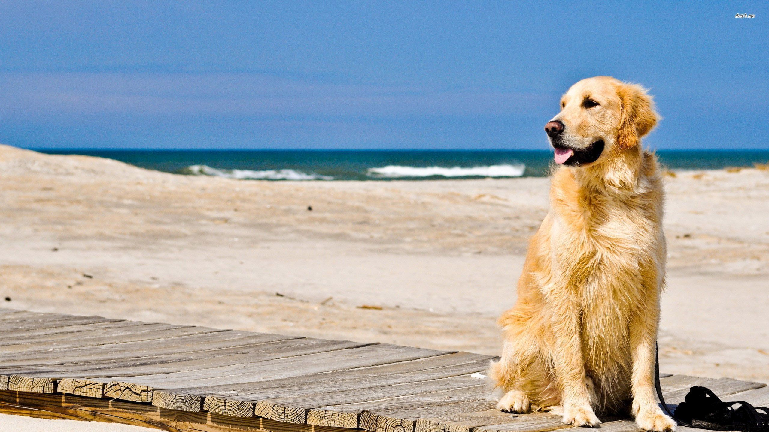 Golden Retriever Wallpapers