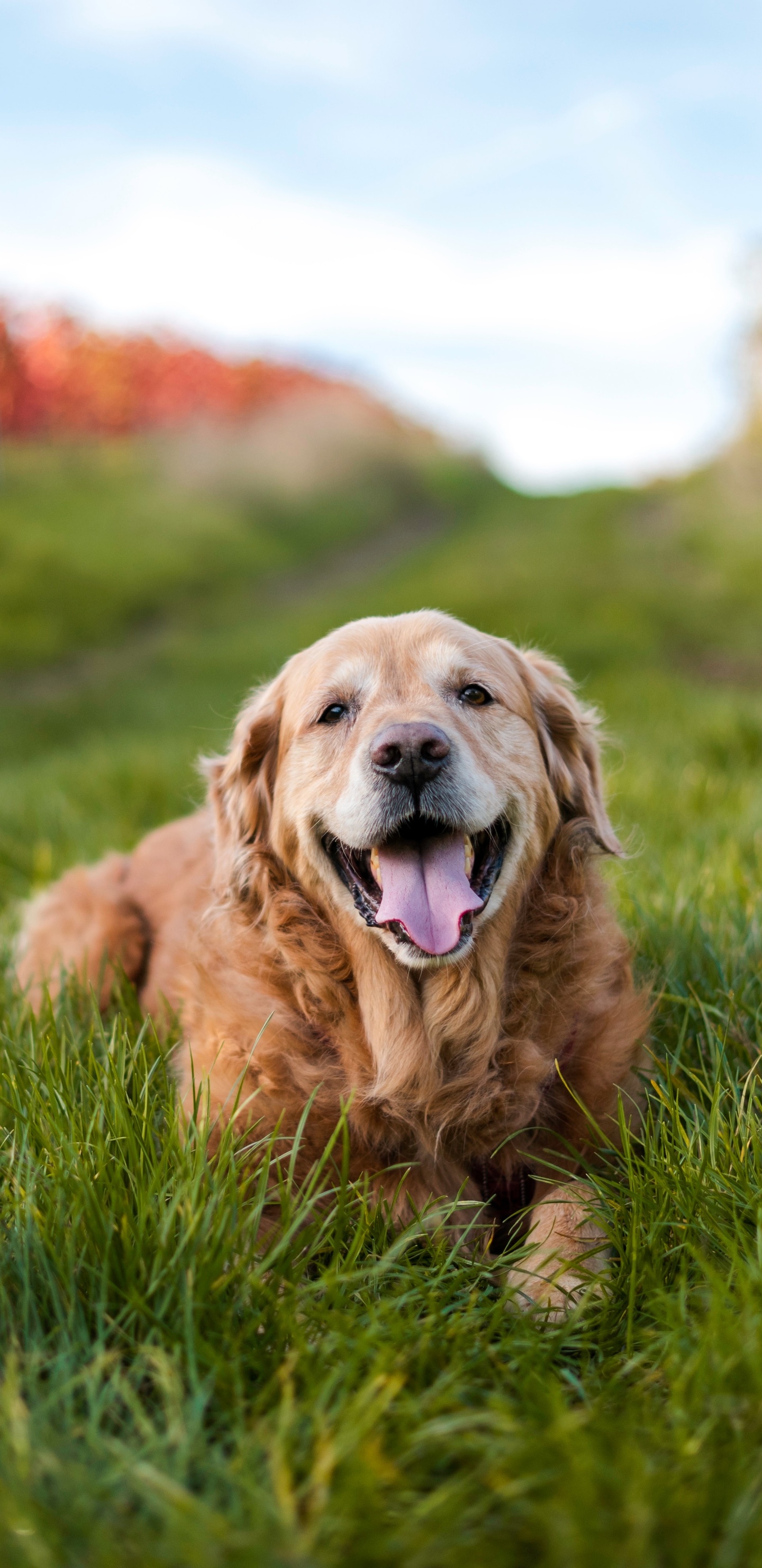 Golden Retriever Wallpapers