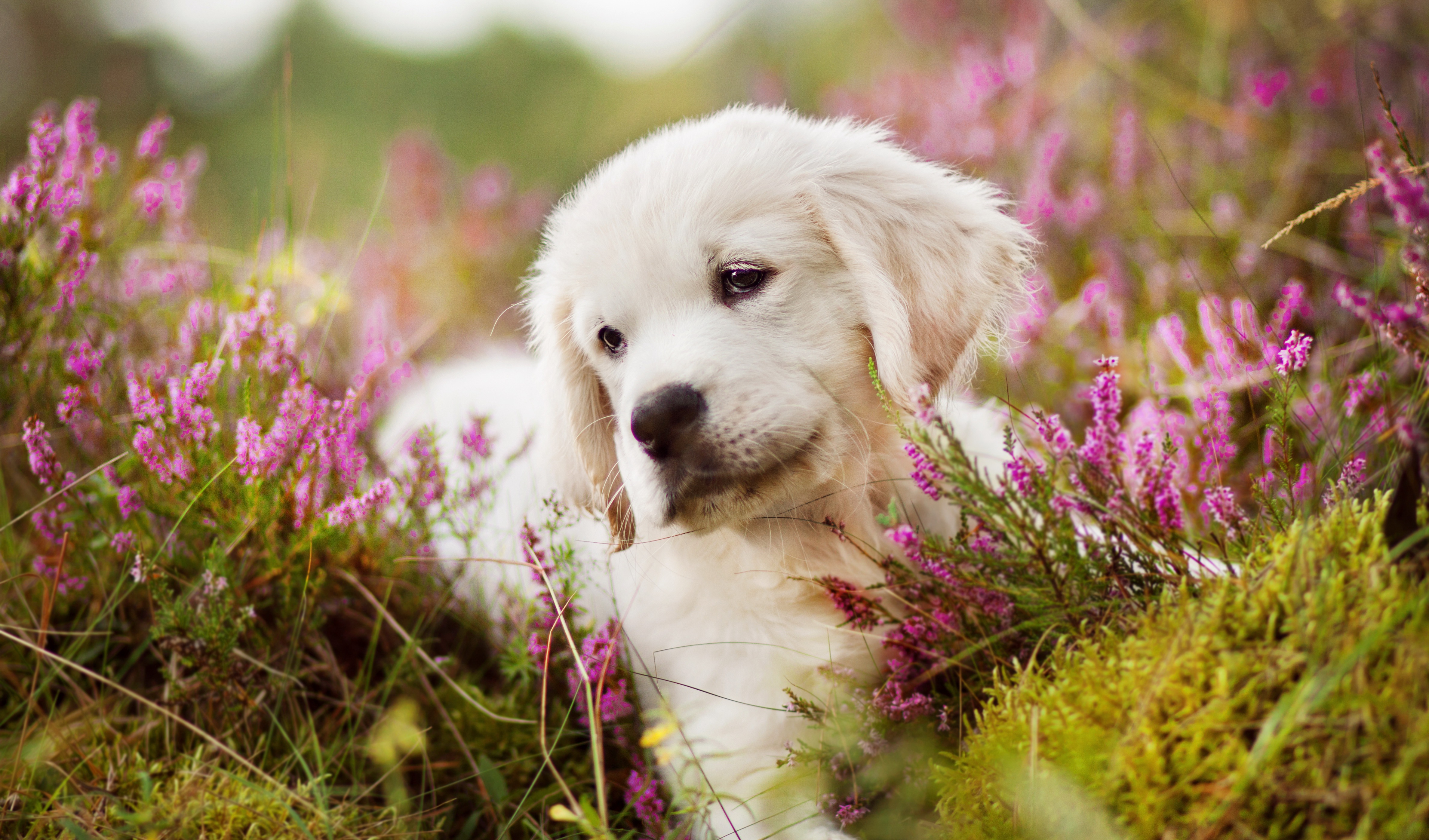 Golden Retriever Wallpapers