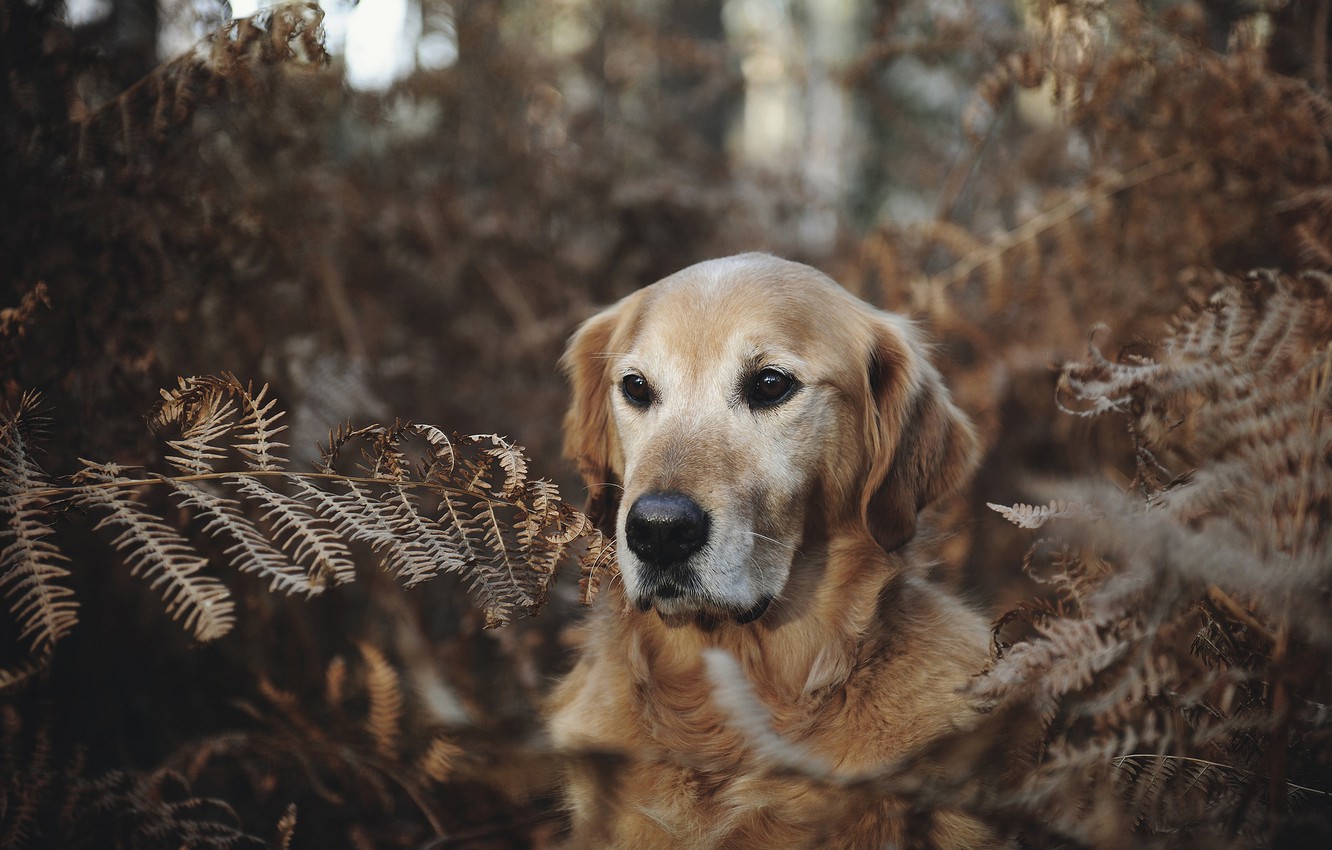 Golden Retriever Wallpapers