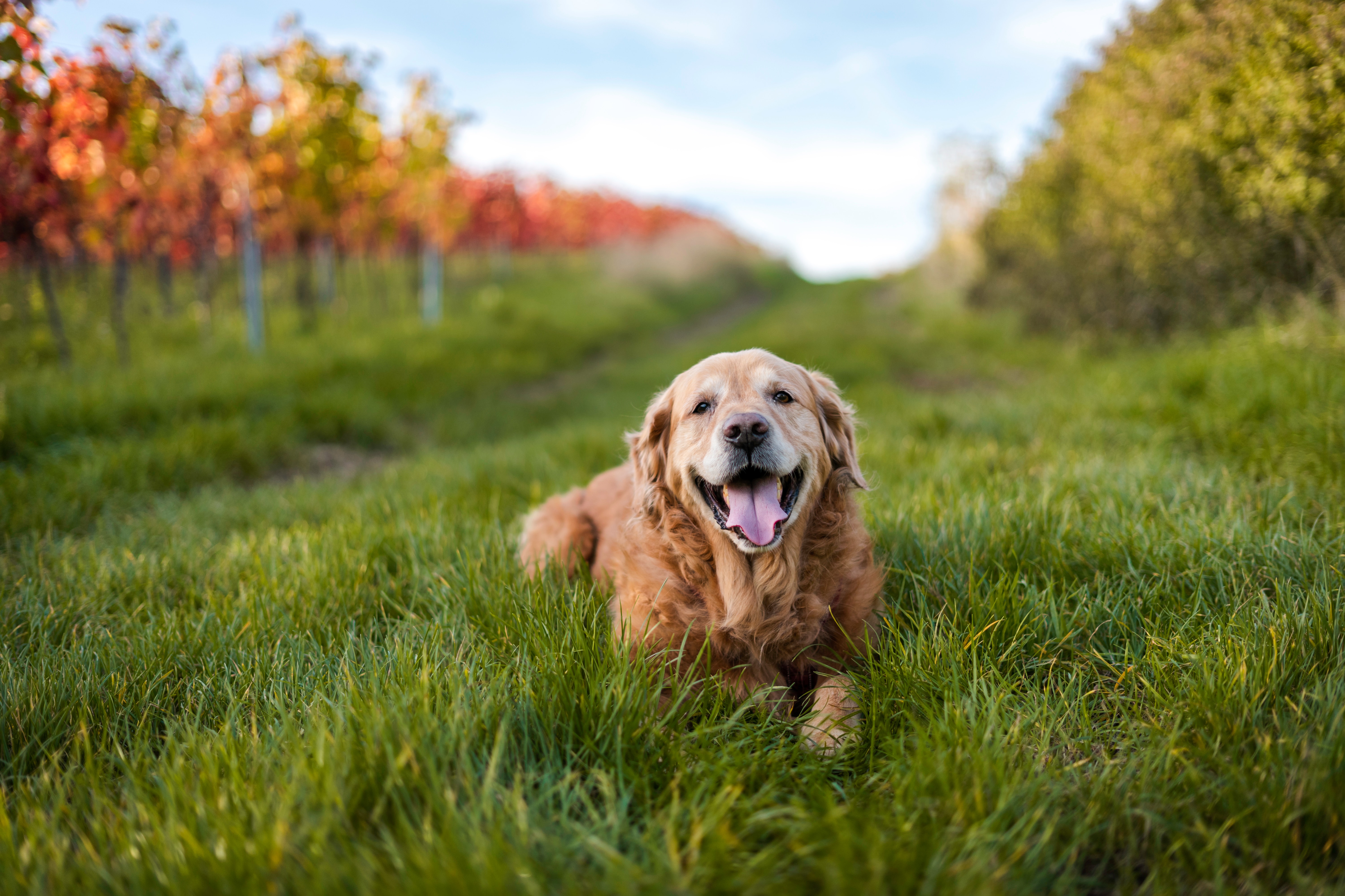 Golden Retriever Wallpapers