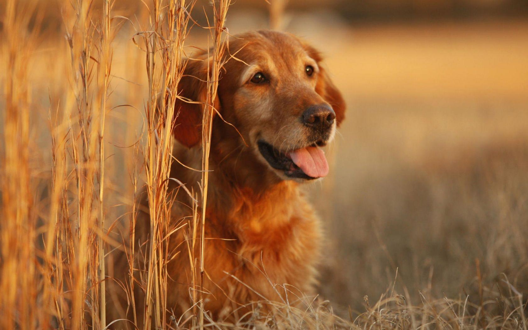 Golden Retriever Wallpapers