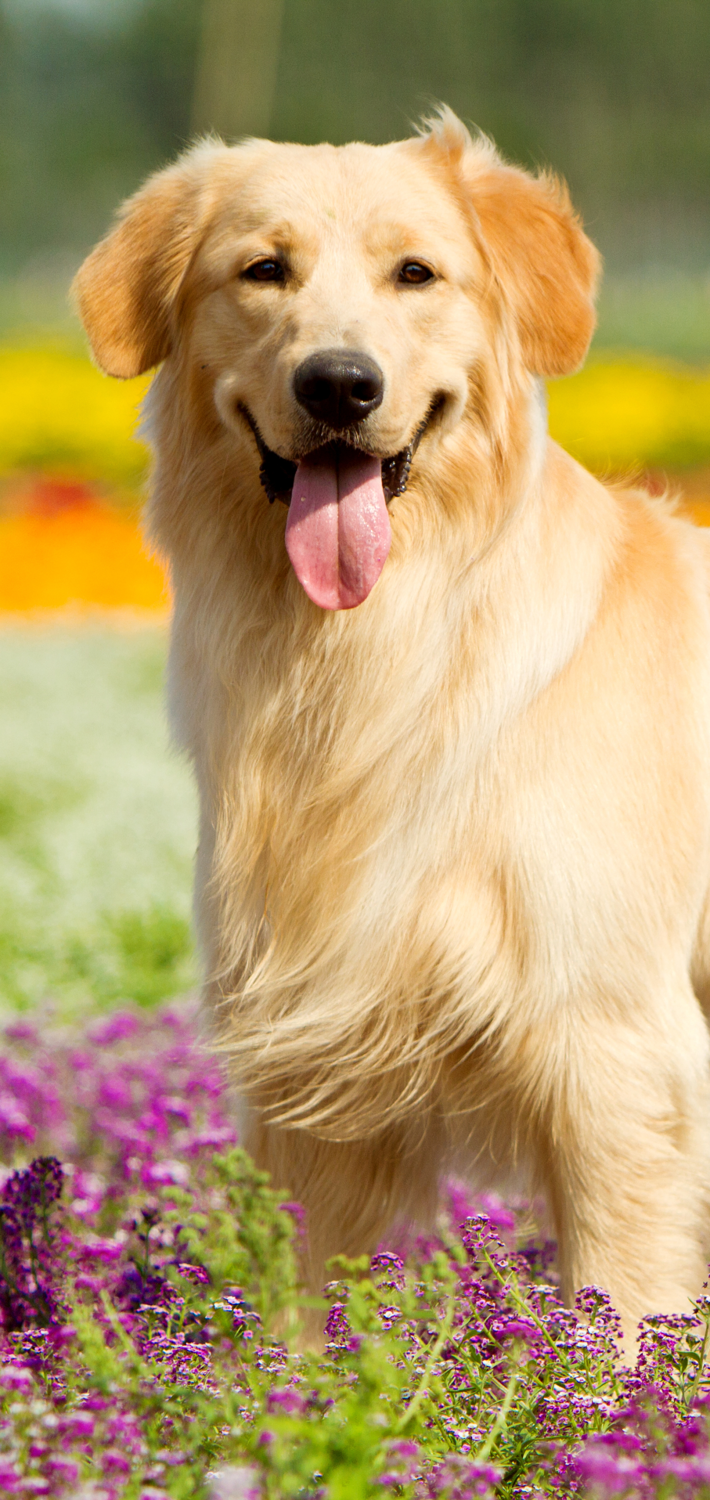 Golden Retriever Wallpapers