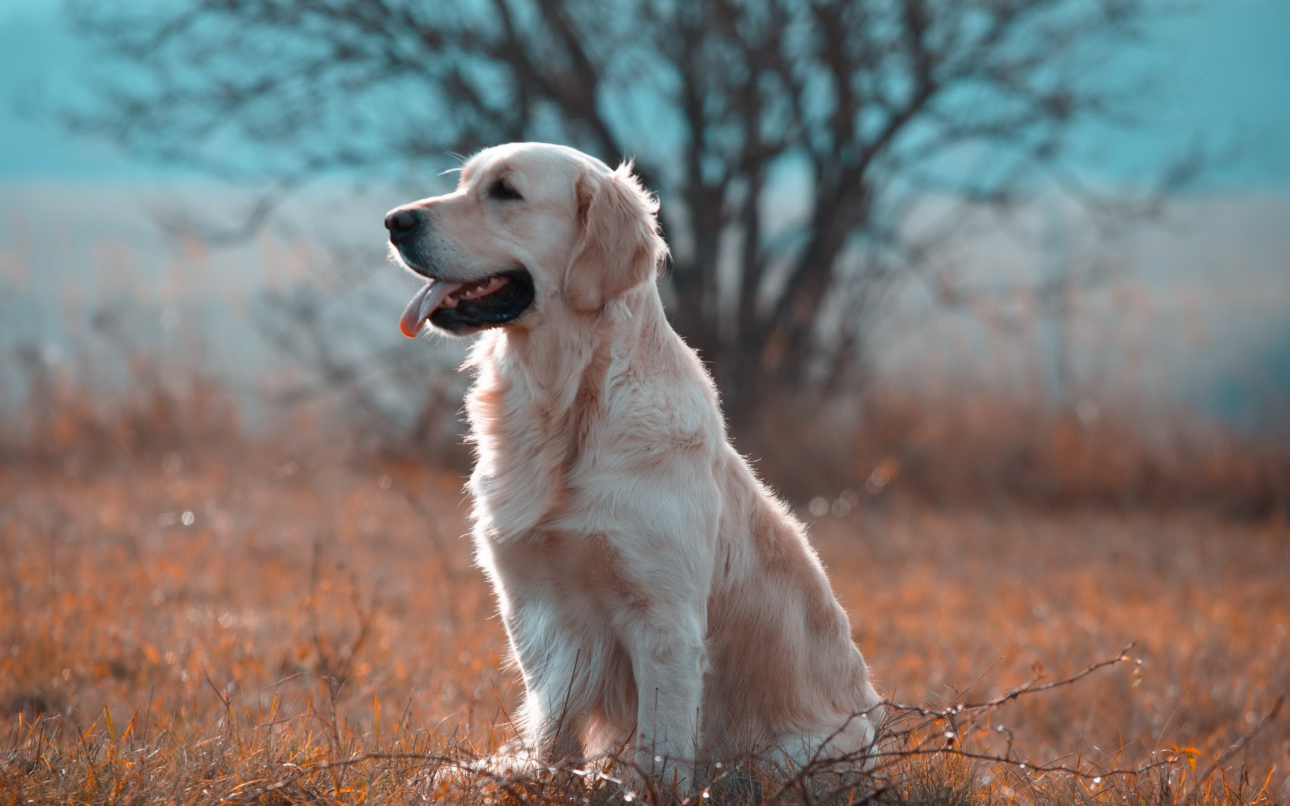 Golden Retriever Wallpapers