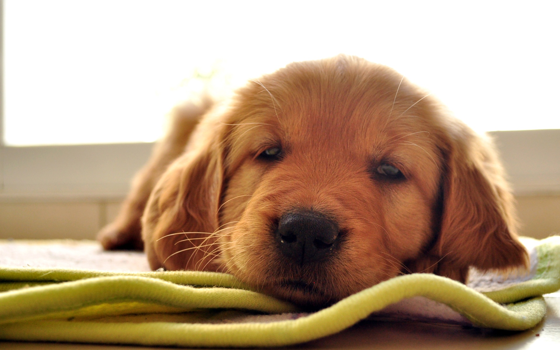 Golden Retriever Wallpapers