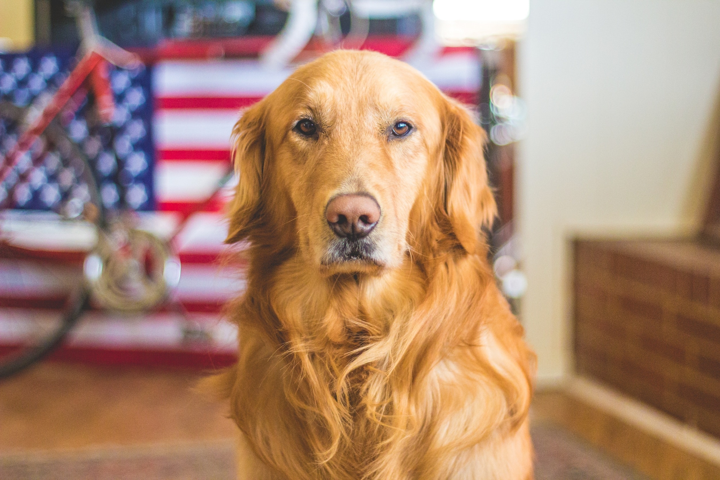 Golden Retriever Wallpapers