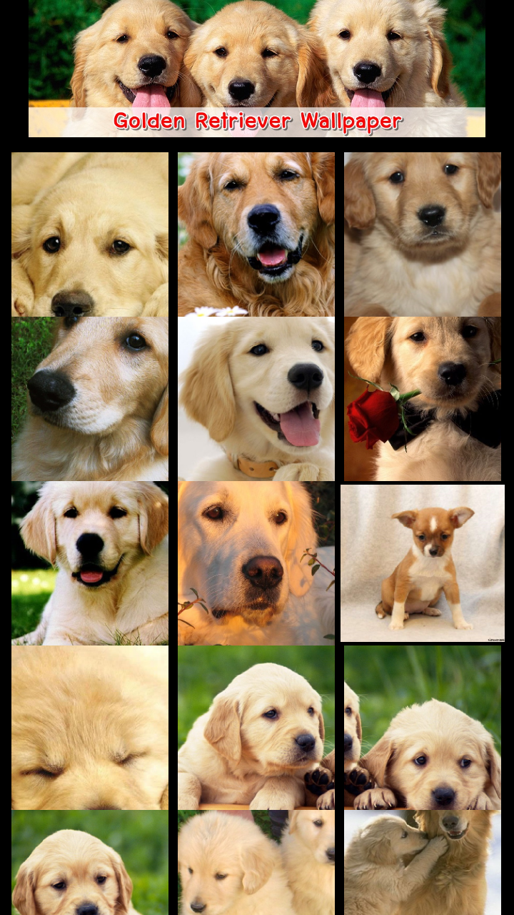 Golden Retriever Wallpapers