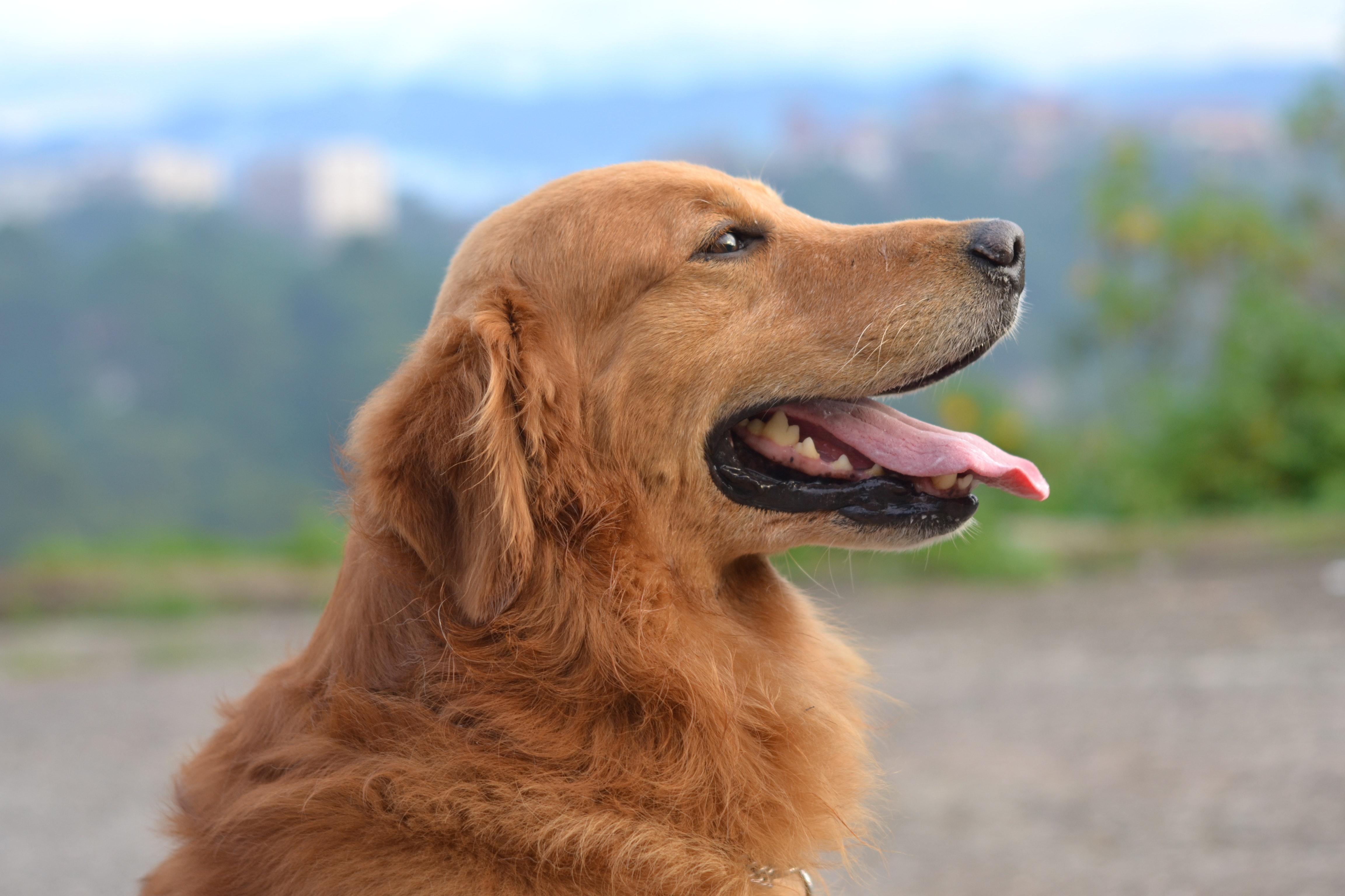 Golden Retriever Wallpapers