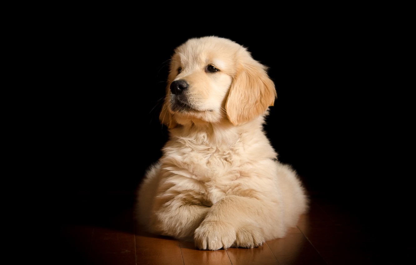 Golden Retriever Wallpapers