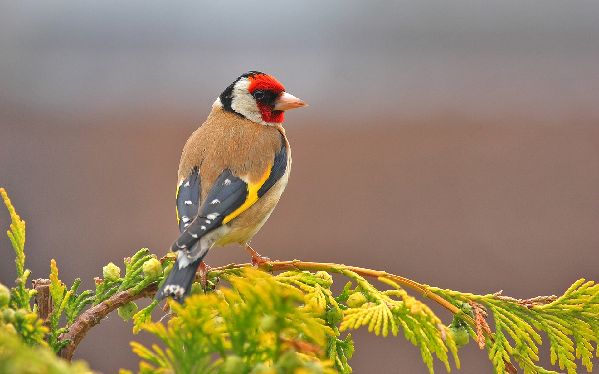 Goldfinch Wallpapers