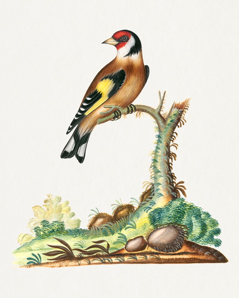 Goldfinch Wallpapers