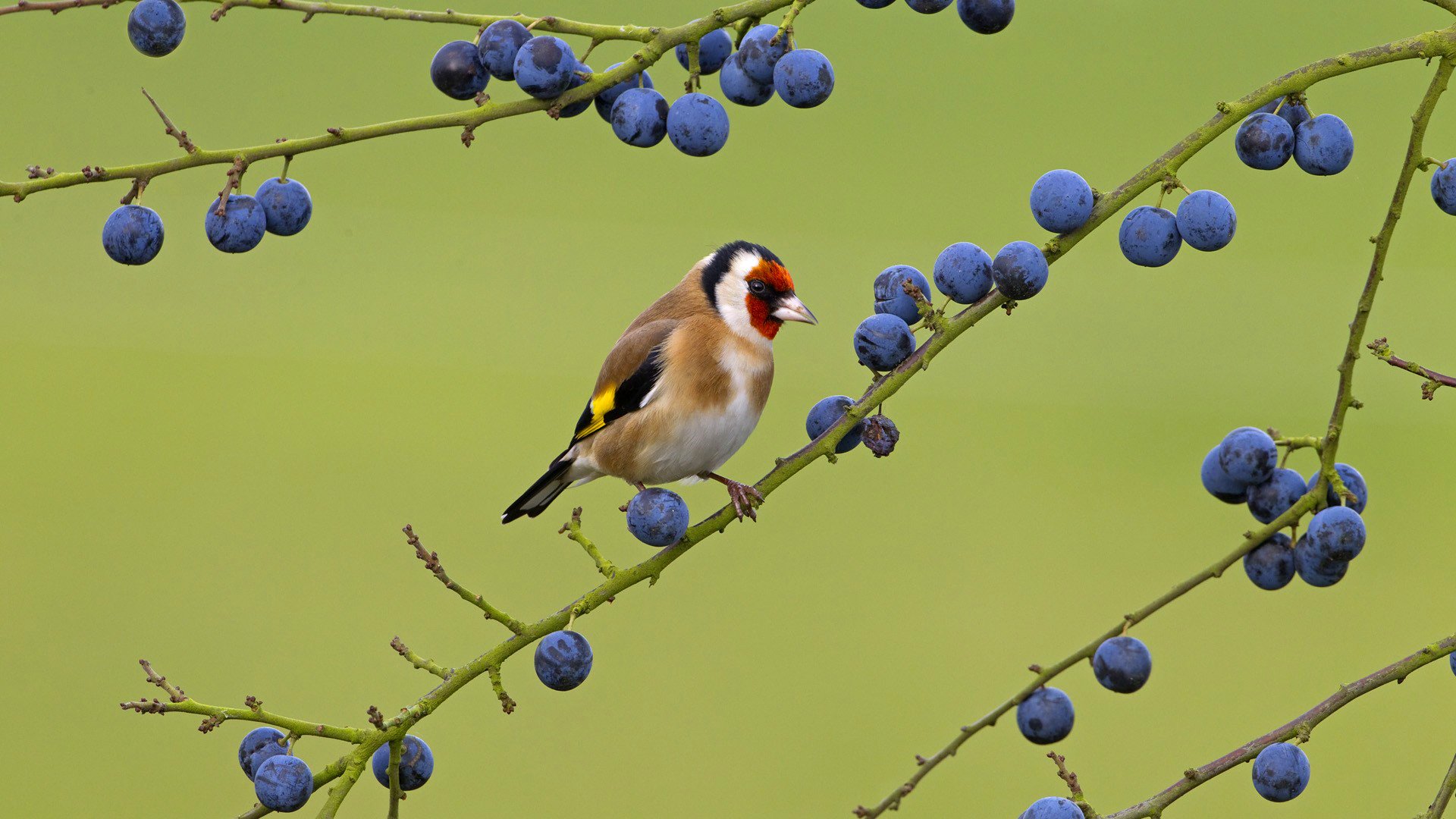 Goldfinch Wallpapers