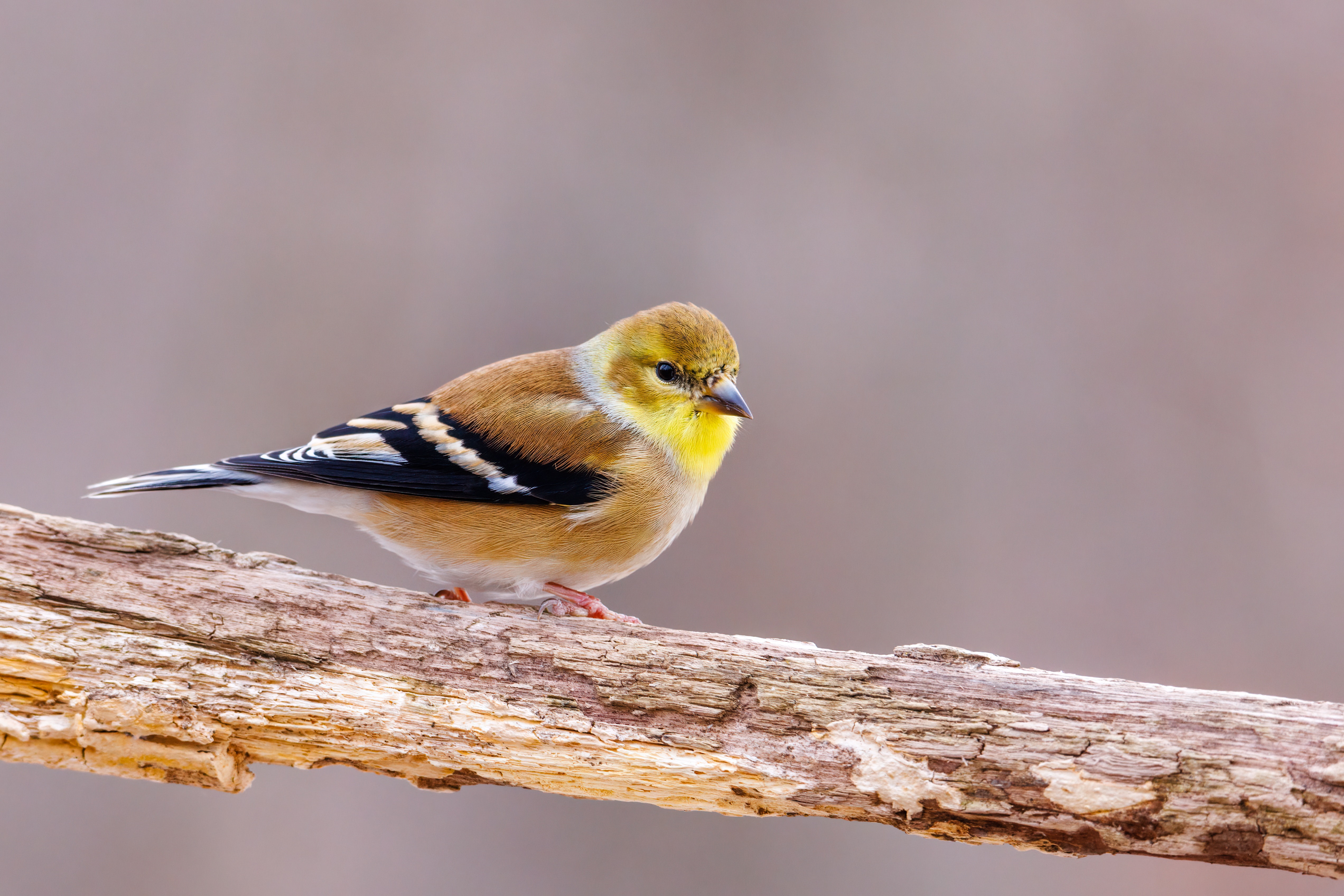 Goldfinch Wallpapers