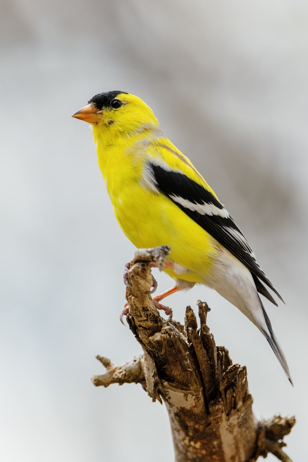 Goldfinch Wallpapers