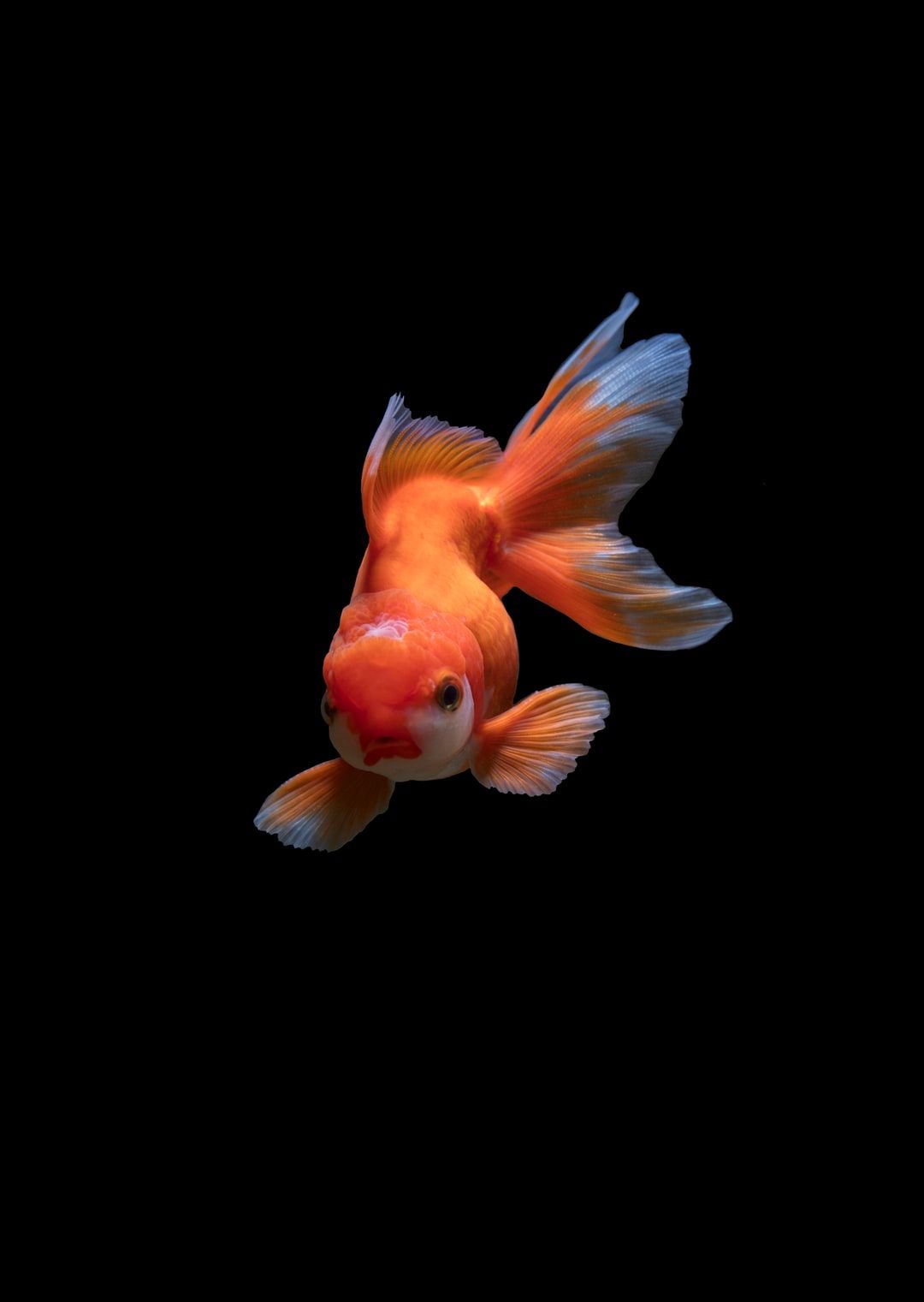 Goldfish Wallpapers