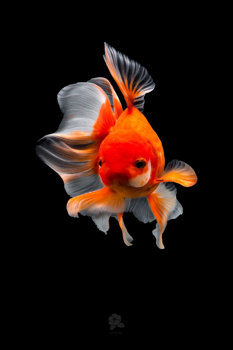 Goldfish Wallpapers