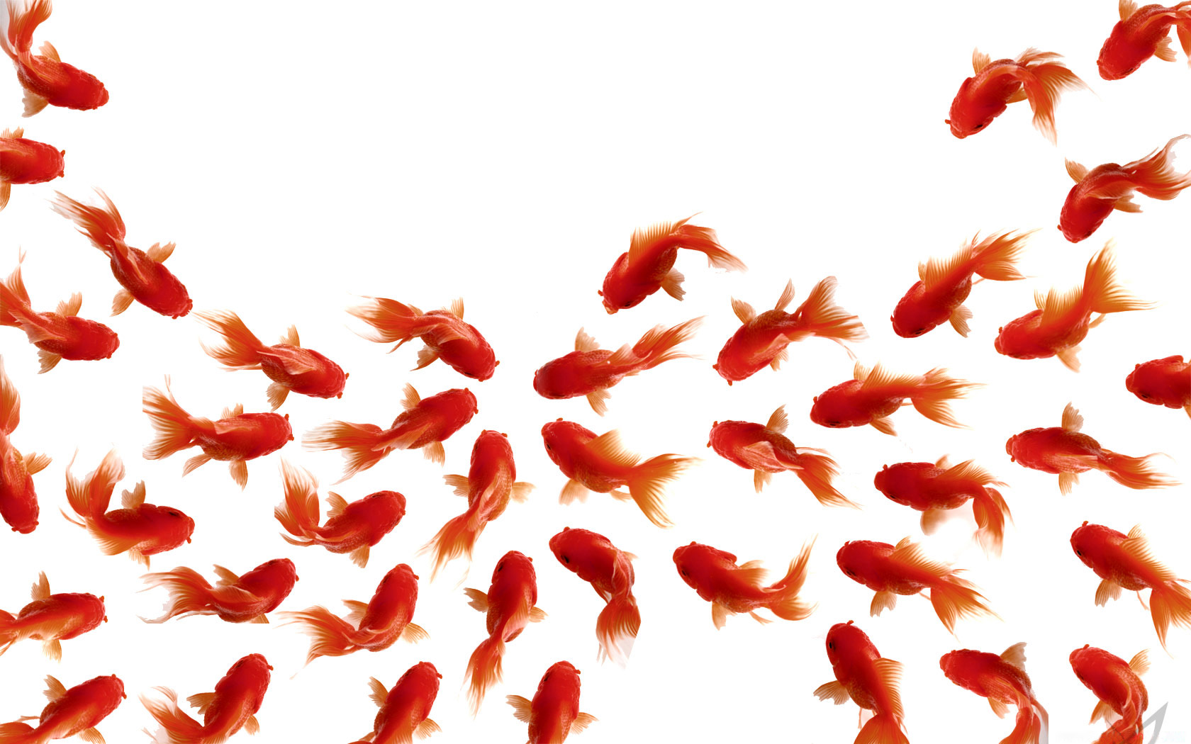 Goldfish Wallpapers