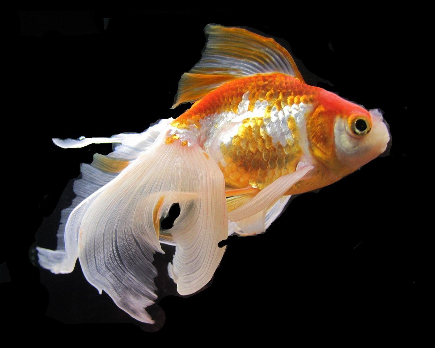 Goldfish Wallpapers