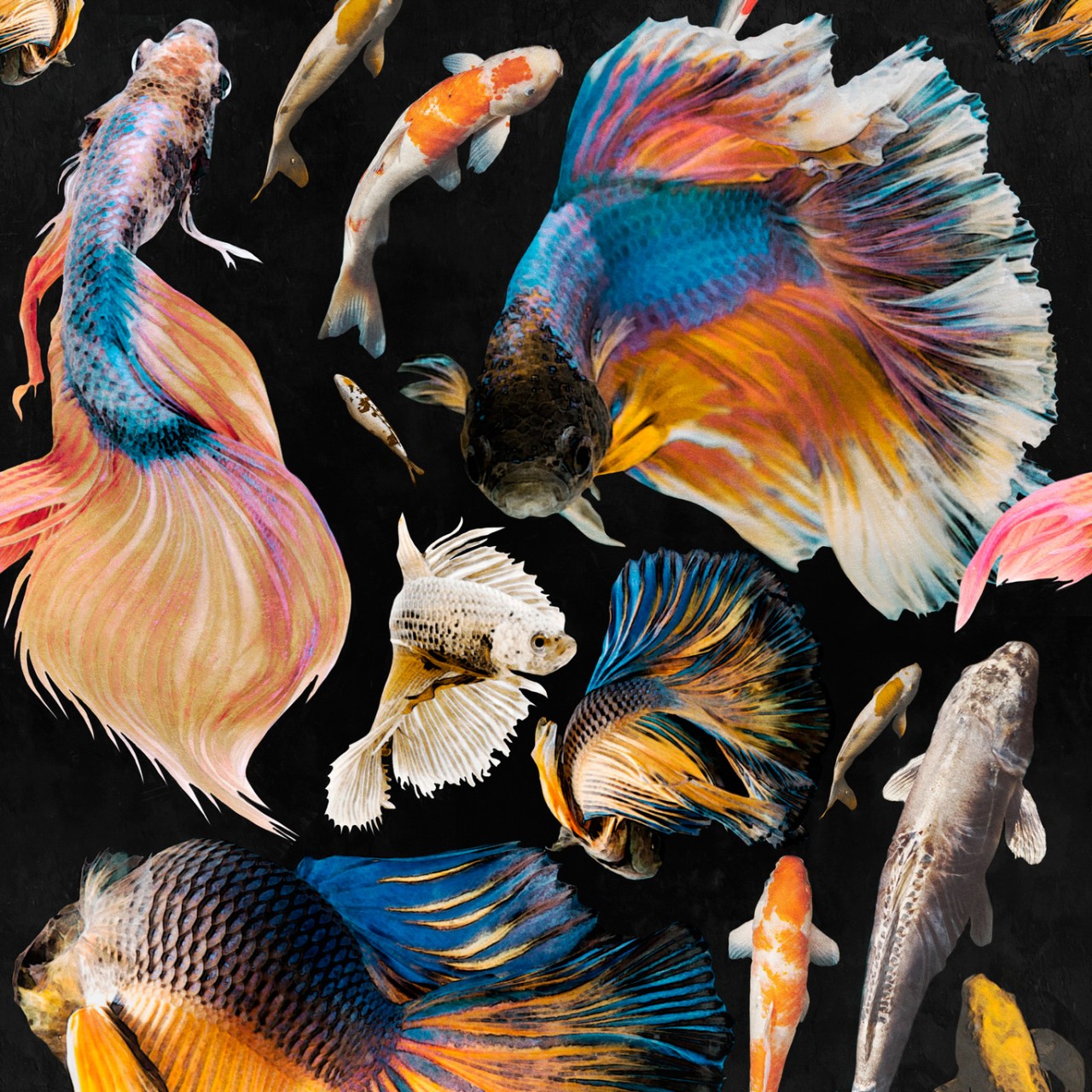 Goldfish Wallpapers