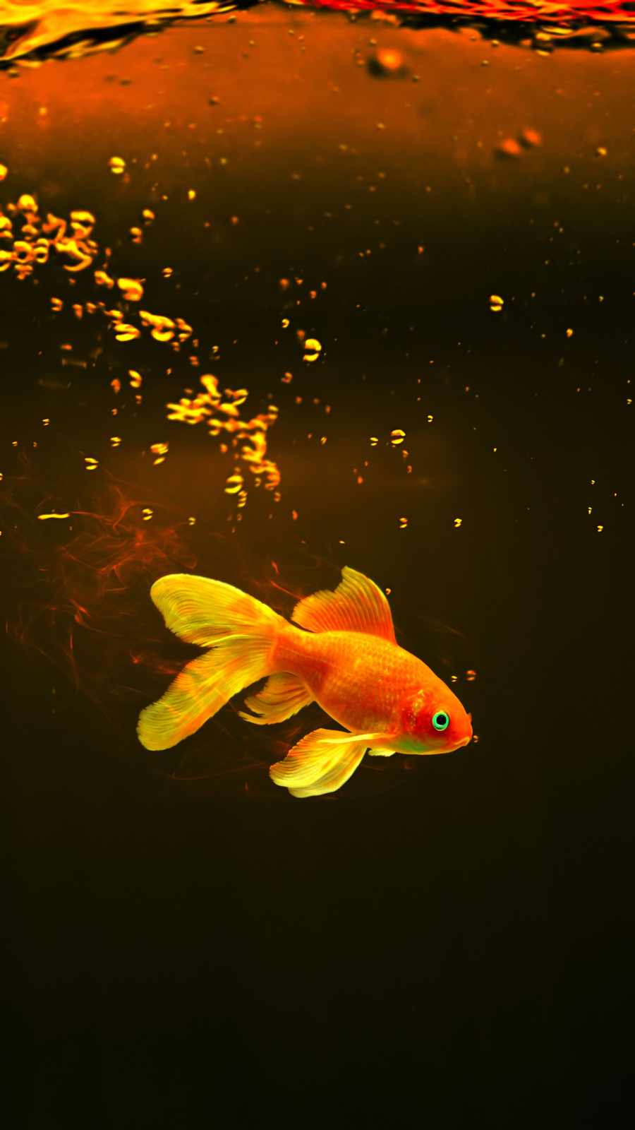 Goldfish Wallpapers