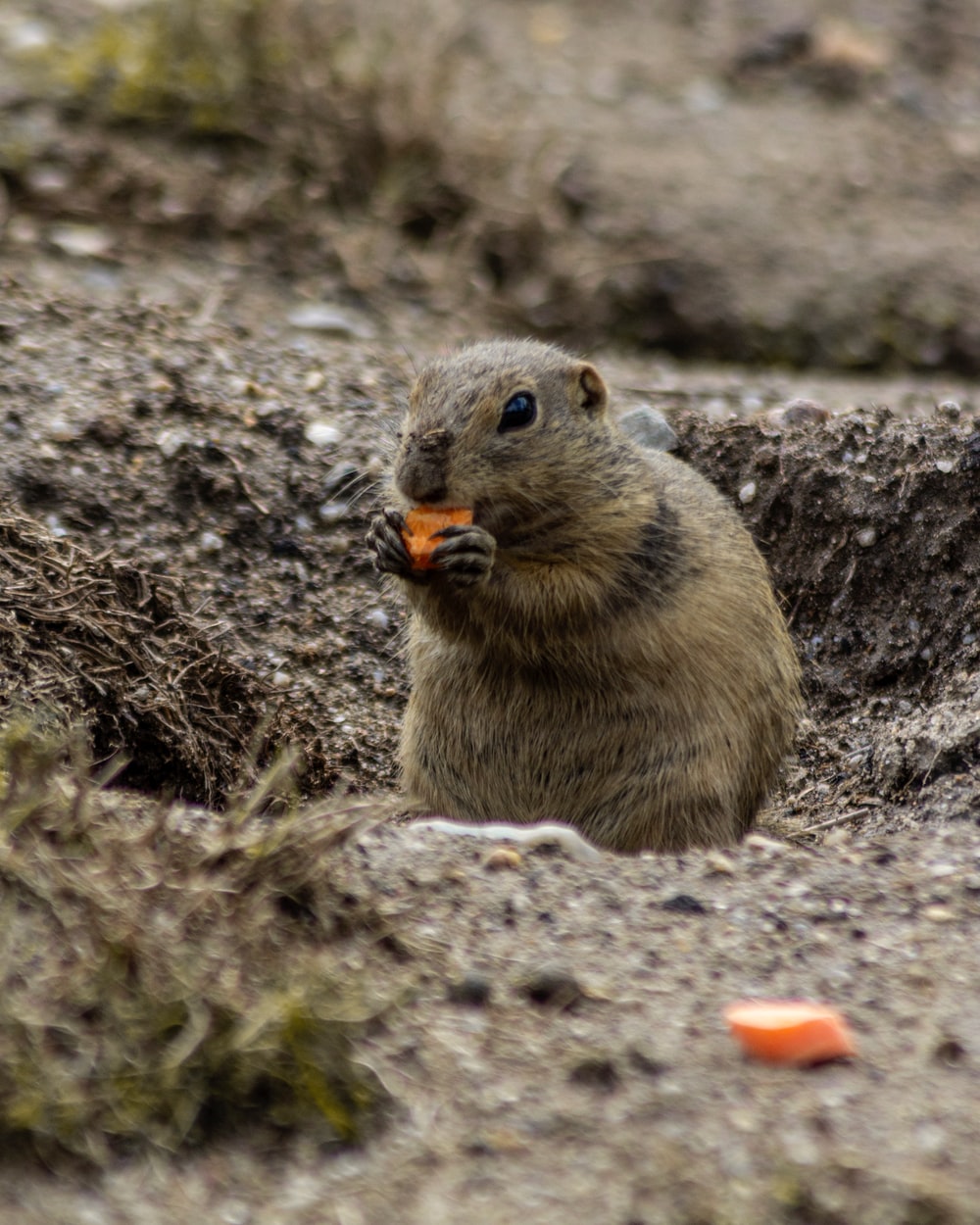 Gopher Wallpapers