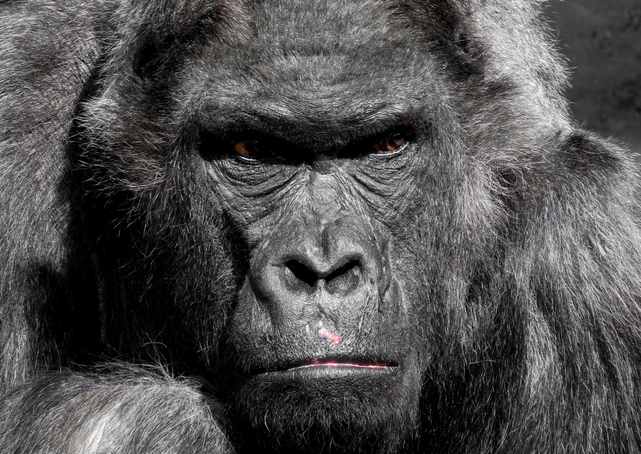 Gorilla Wallpapers