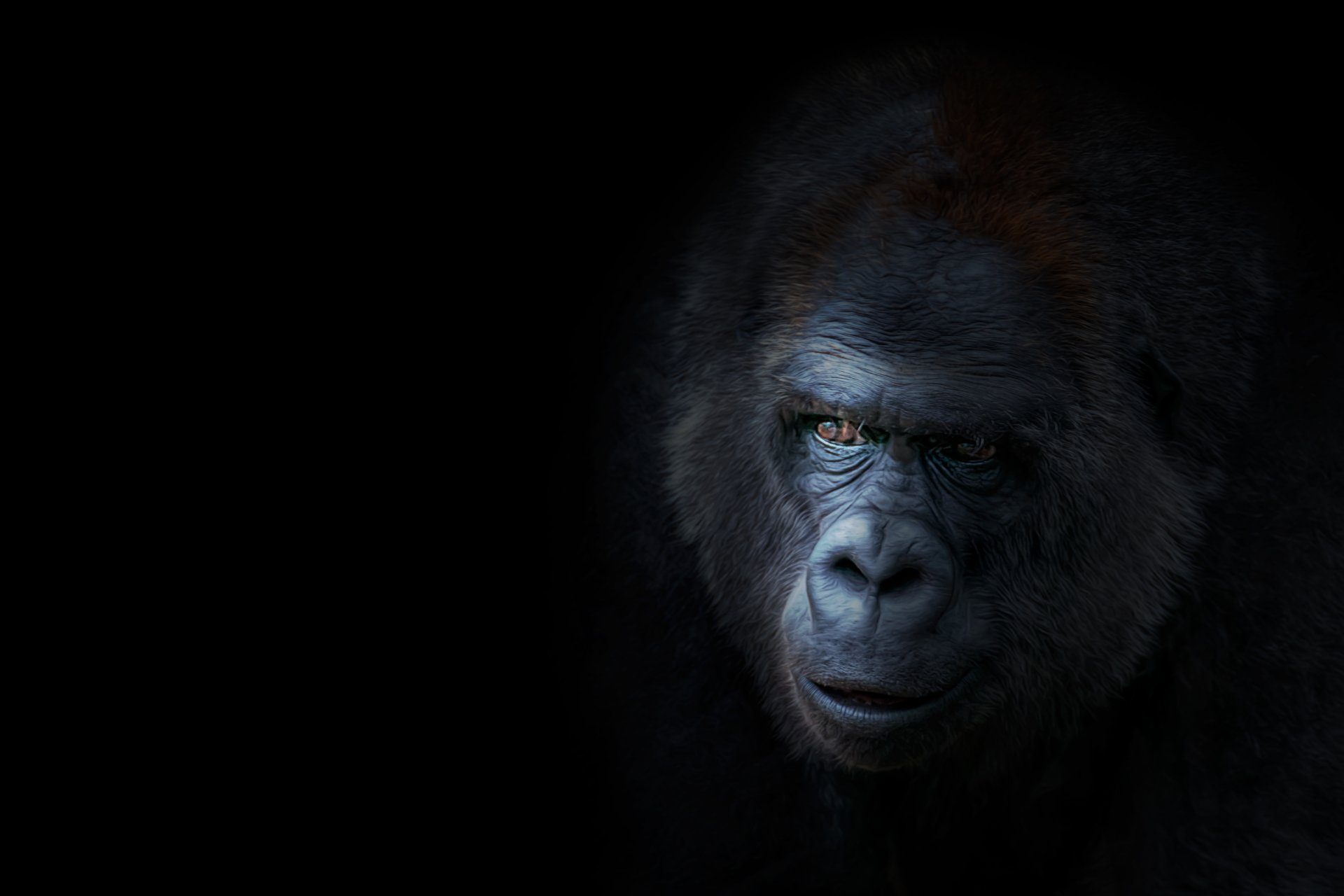 Gorilla Wallpapers