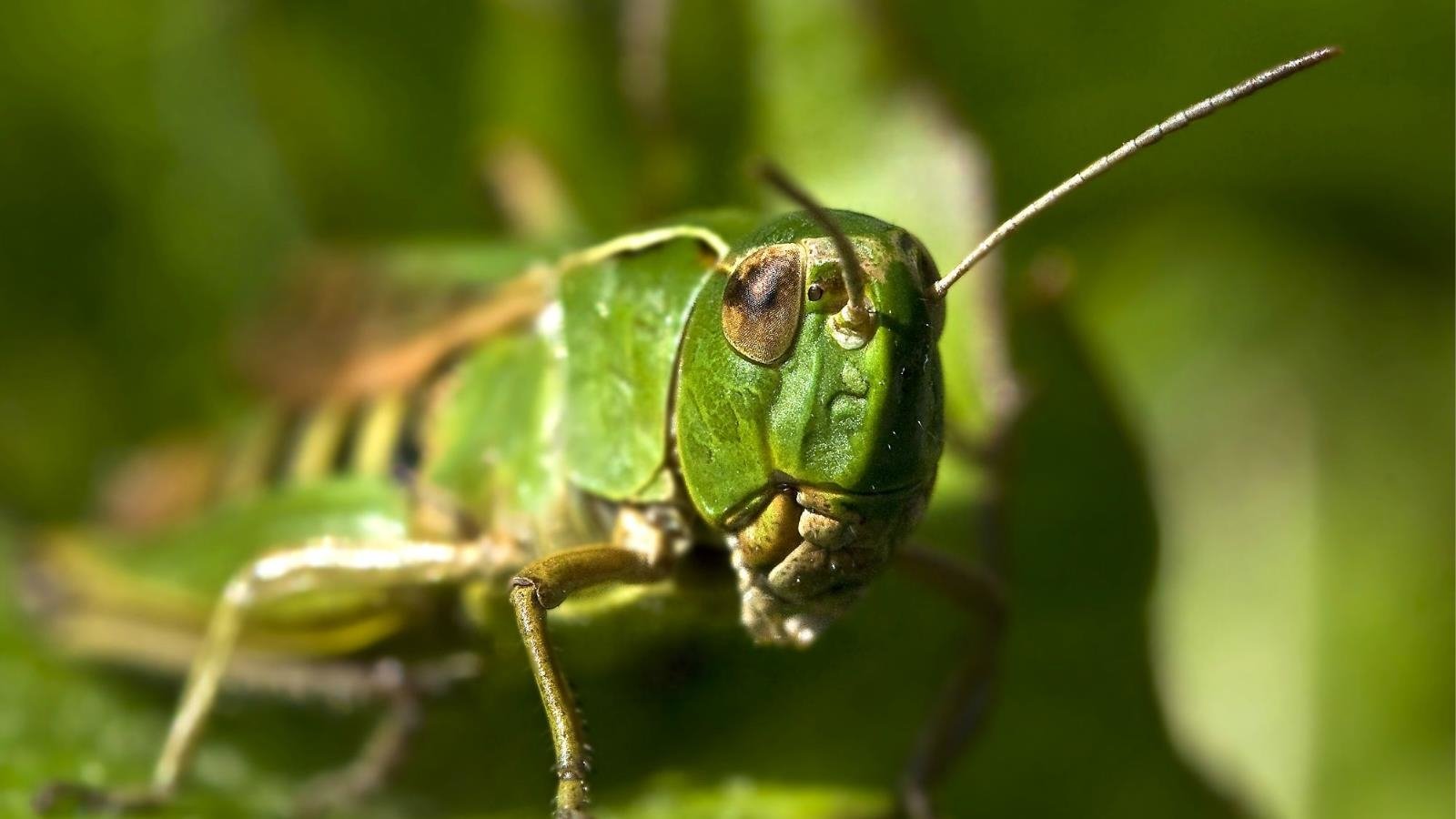 Grasshopper Wallpapers