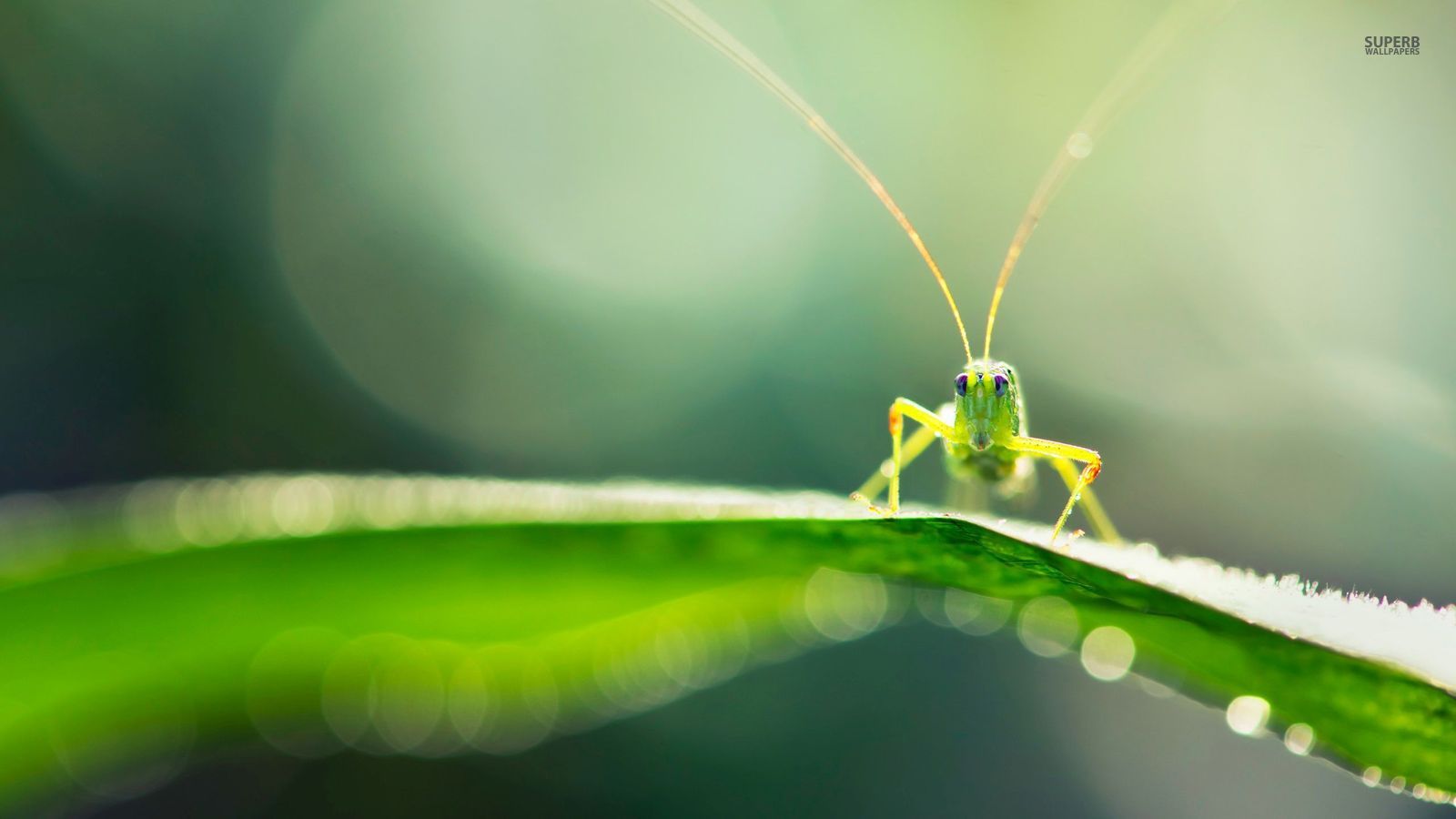 Grasshopper Wallpapers