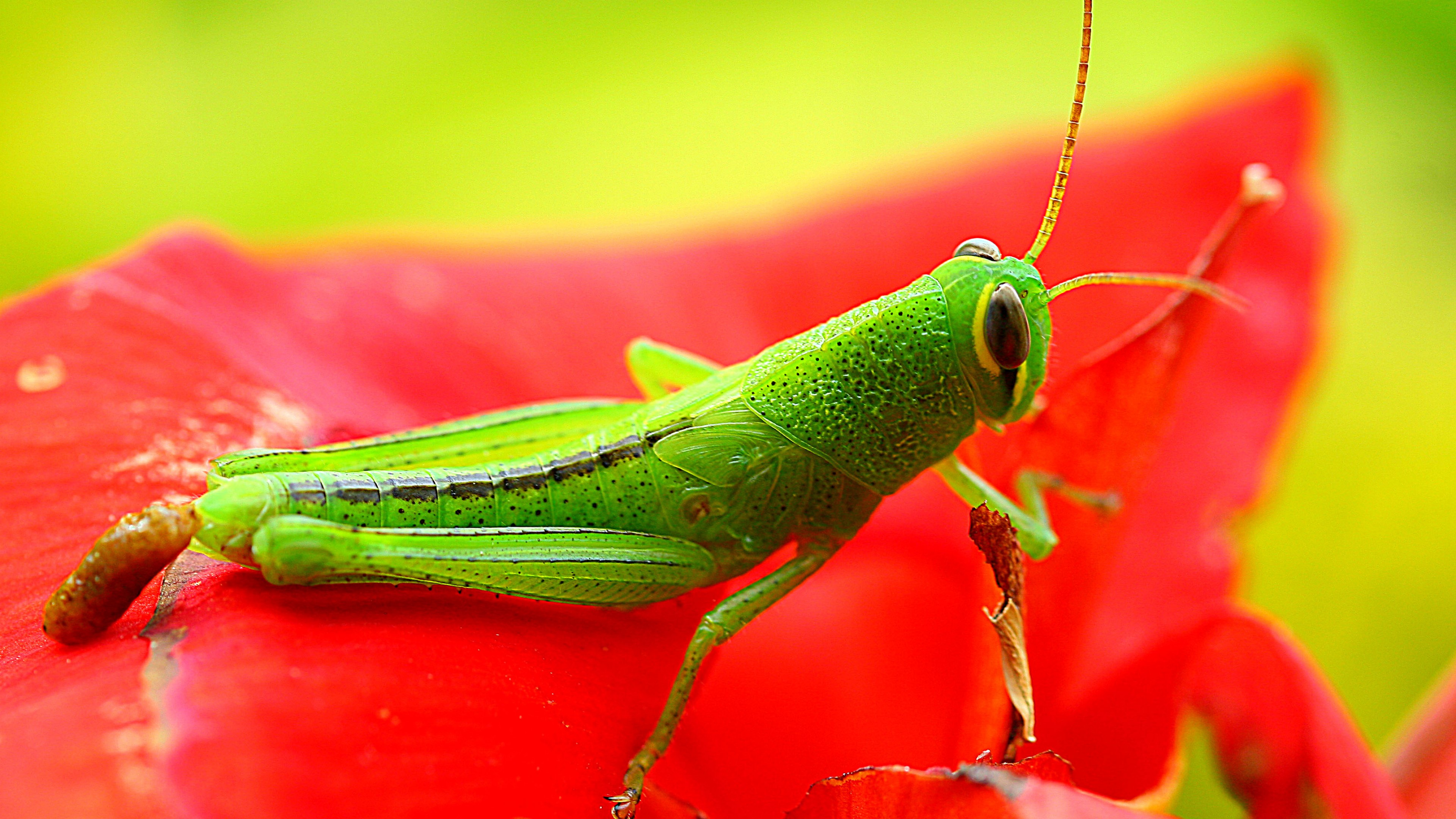 Grasshopper Wallpapers